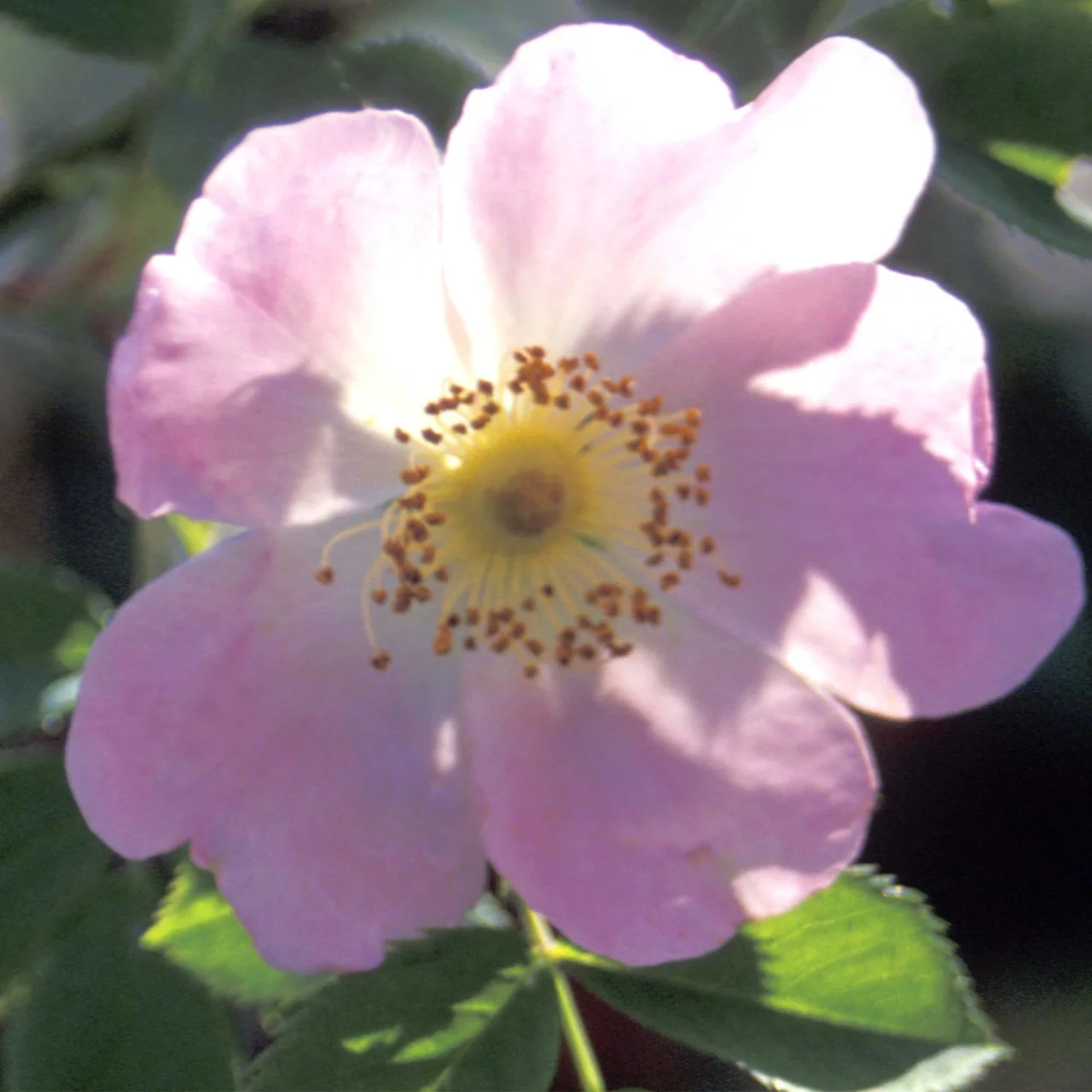 Produktbild zu «Wildrose 'Piro 3'»