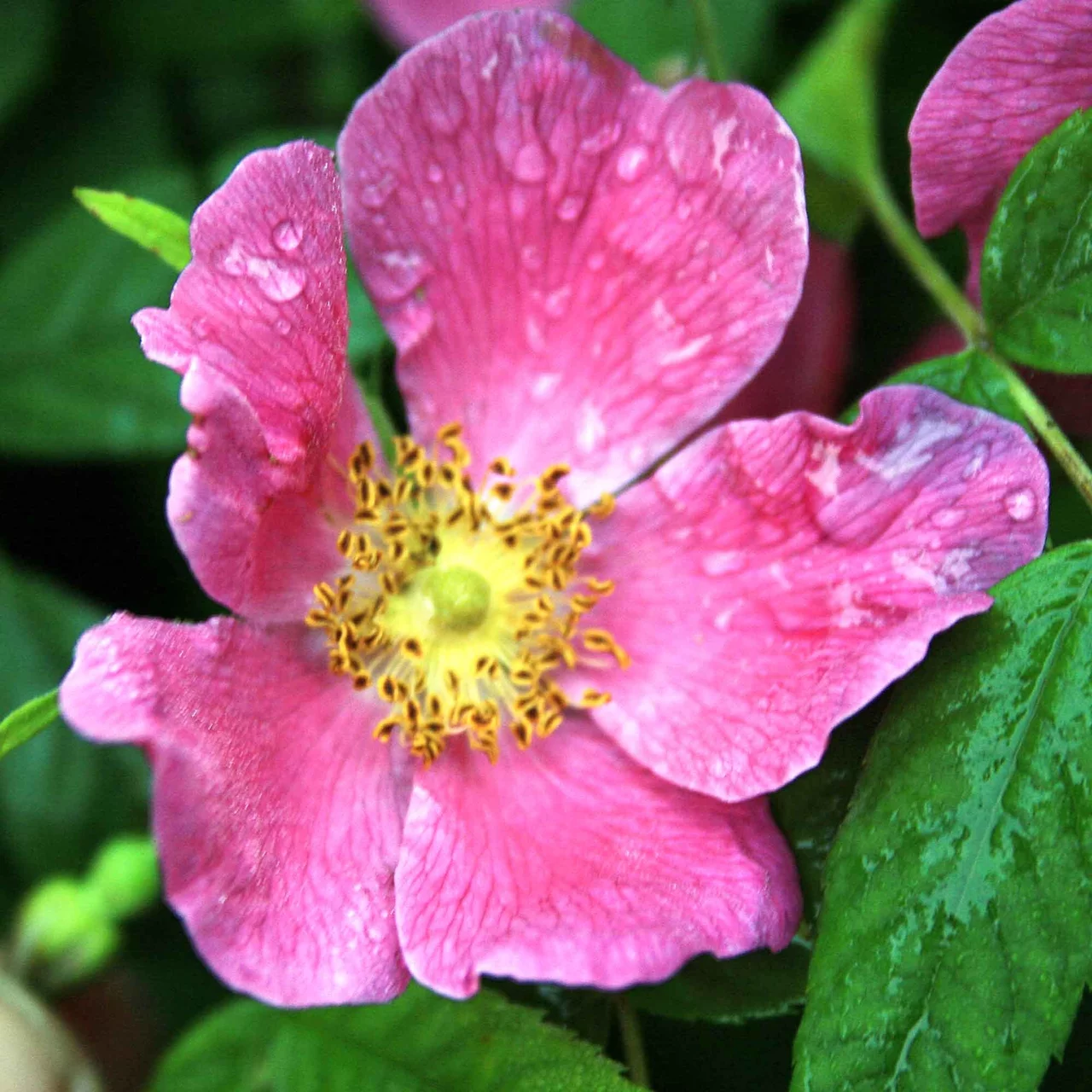 Wildrose Zimtrose