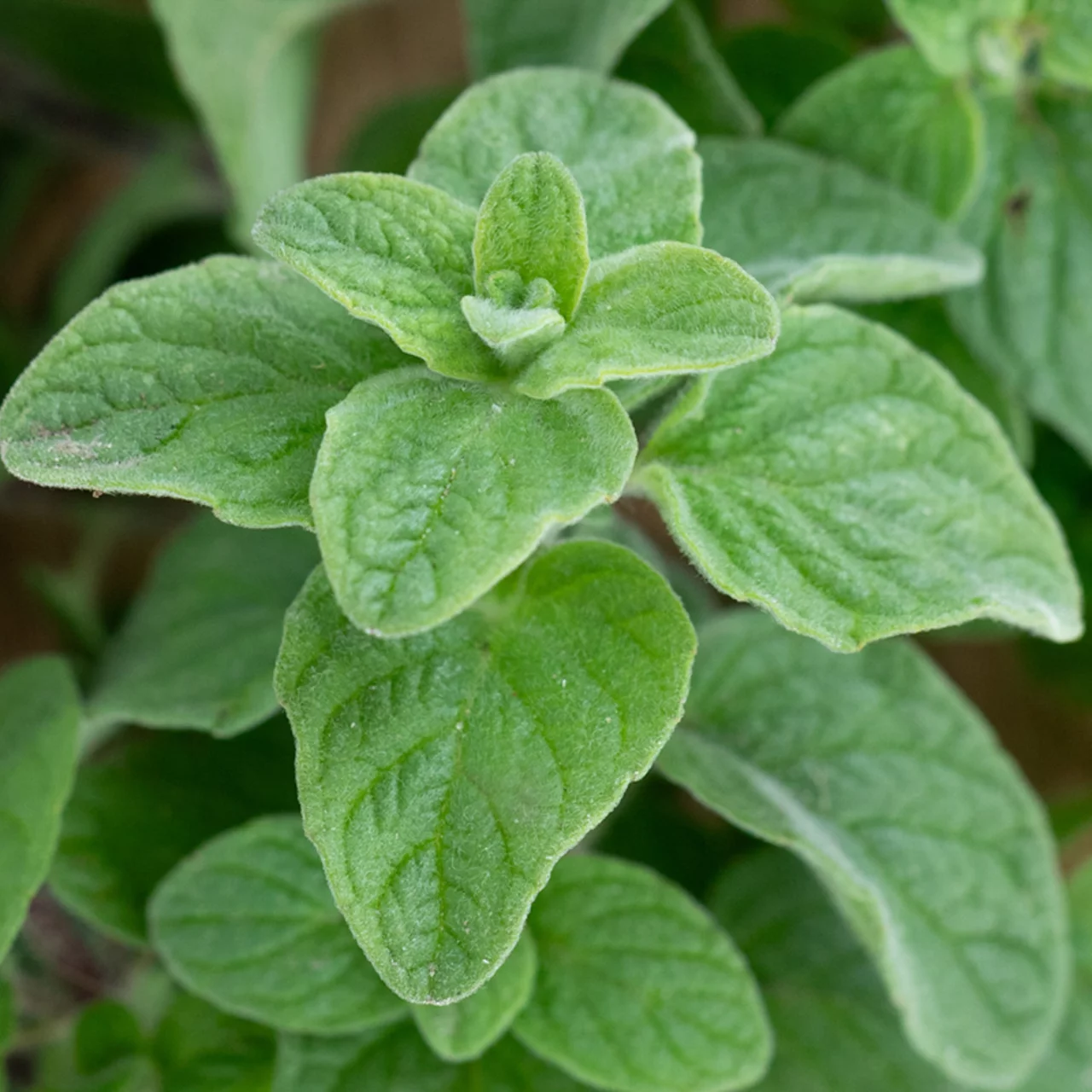 Produktbild zu «Biosamen Syrischer Oregano, Zaatar» | © Zollinger Bio Sàrl