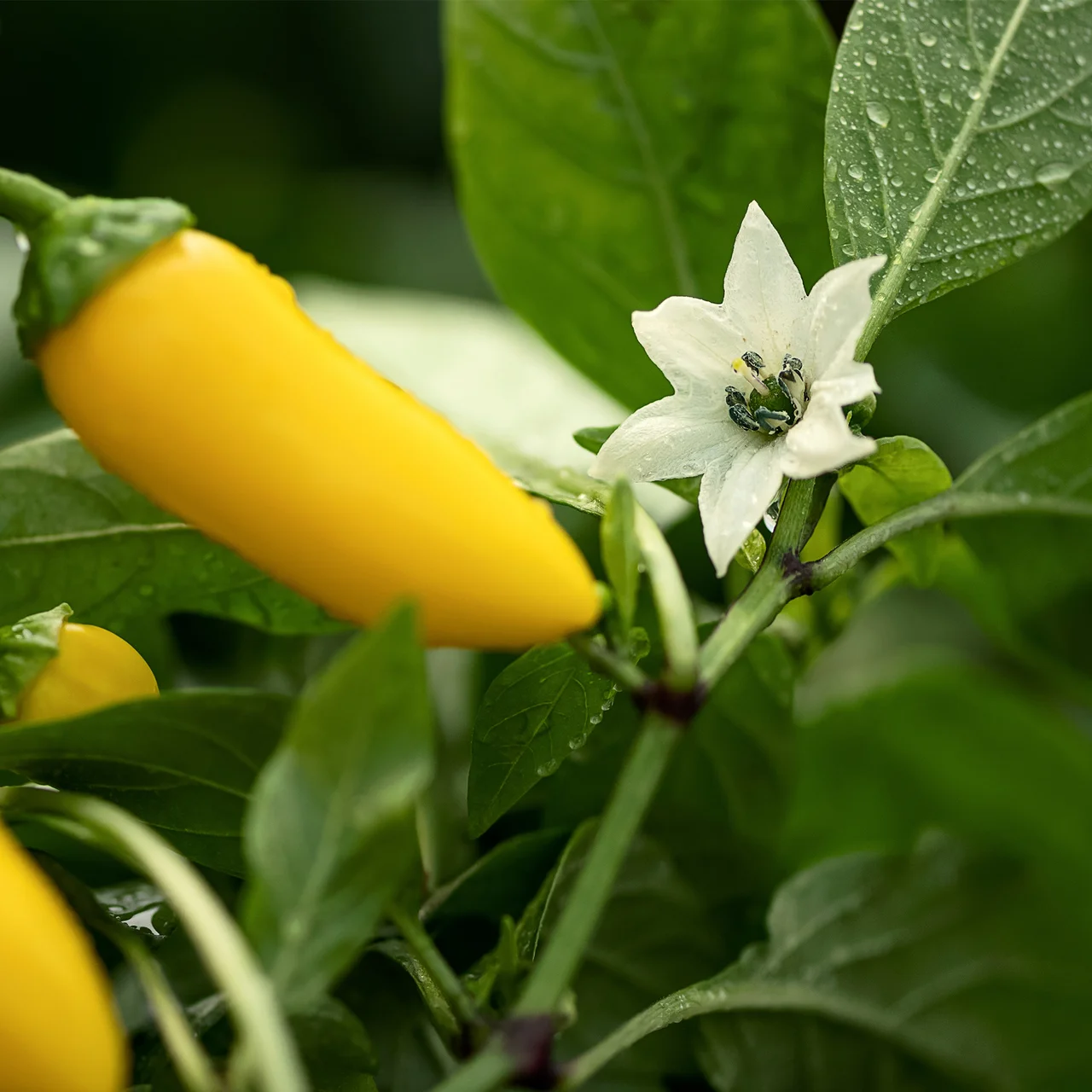 Produktbild zu «Bio-Setzling Zitronen-Chili 'Lemon Drop'» | © Etter Gemüse und Jungpflanzen