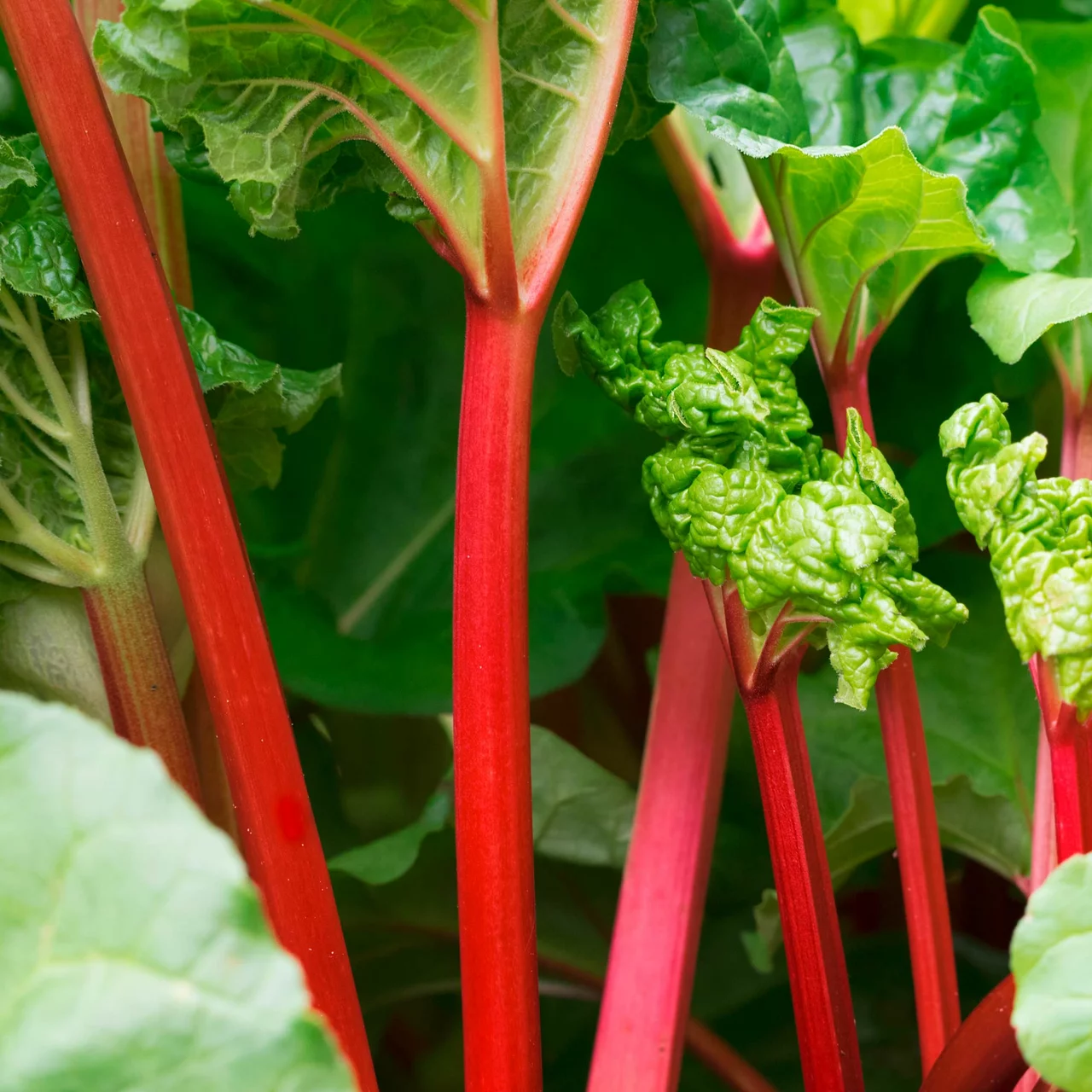 Produktbild zu «Speise-Rhabarber 'Canada Red'» | © R. Rombach Pflanzenproduktion