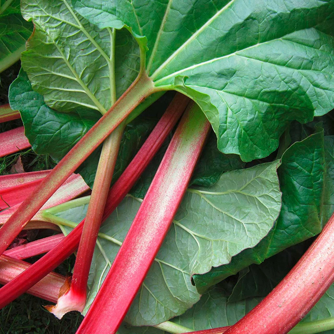 Produktbild zu «Speise-Rhabarber 'Holsteiner Blut'» | © R. Rombach Pflanzenproduktion