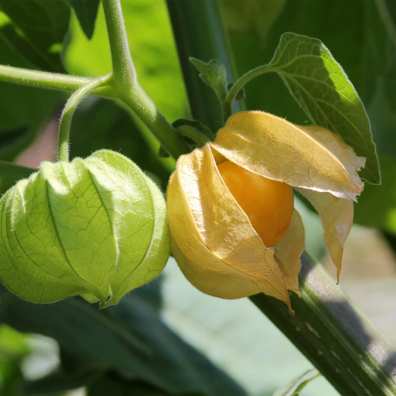 Produktbild zu «Andenbeere (Kapstachelbeere)»