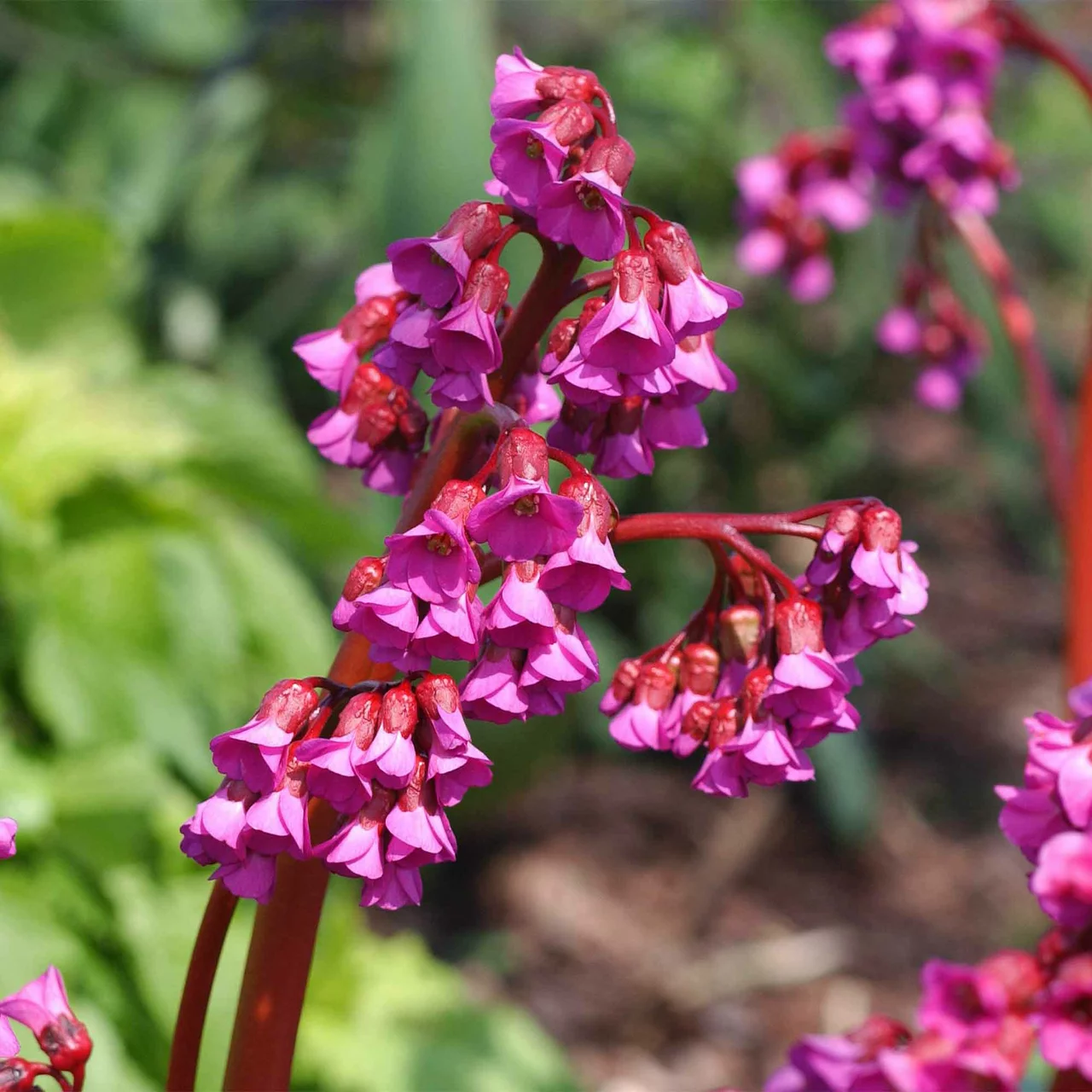 Produktbild zu «Bergenie Eroica» | © Hospenthal-Kägi AG