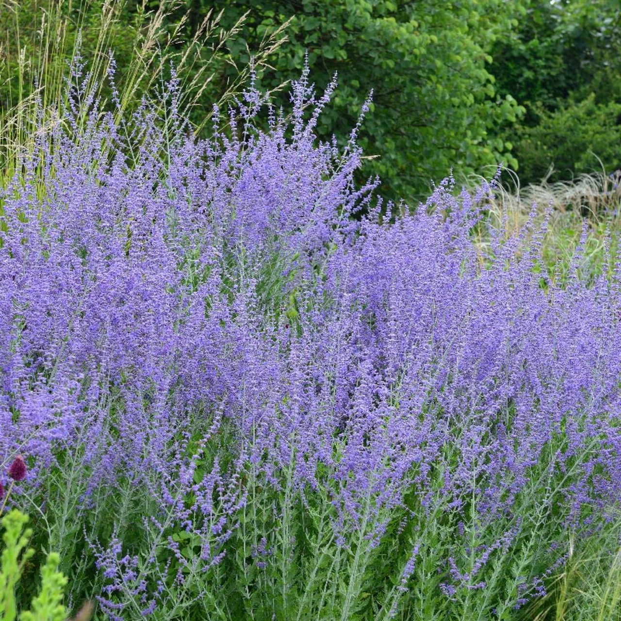 Produktbild zu «Blauraute» | © Hospenthal-Kägi AG