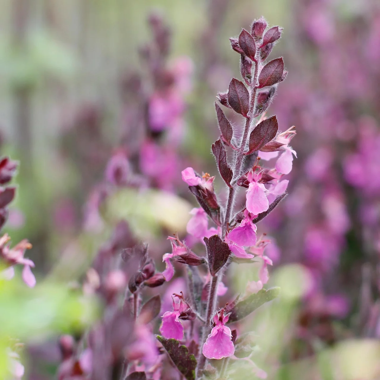 Produktbild zu «Echter Gamander Pink Auslese» | © Hospenthal-Kägi AG