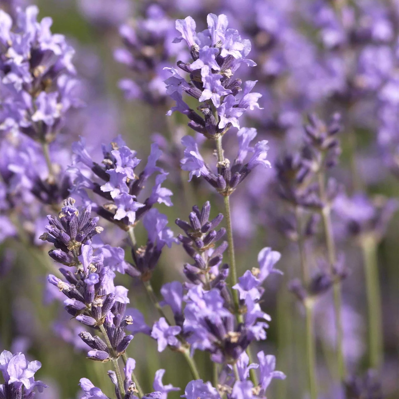 Produktbild zu «Echter Lavendel» | © Hospenthal-Kägi AG
