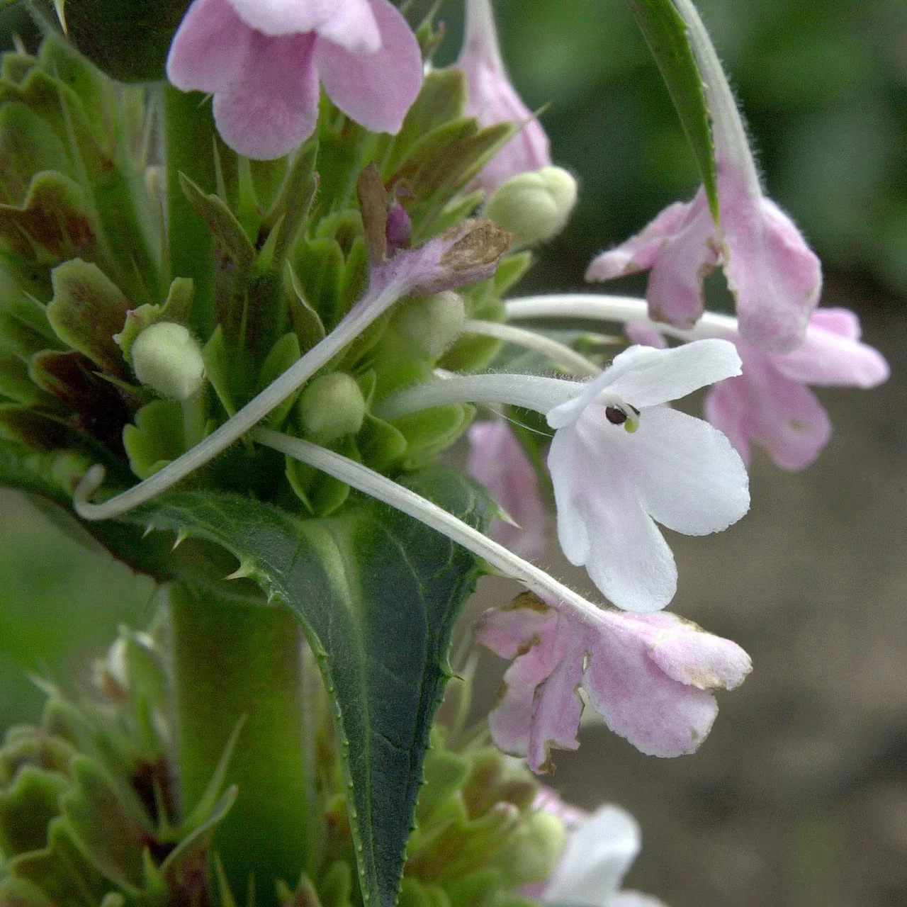 Produktbild zu «Elfendistel» | © Hospenthal-Kägi AG