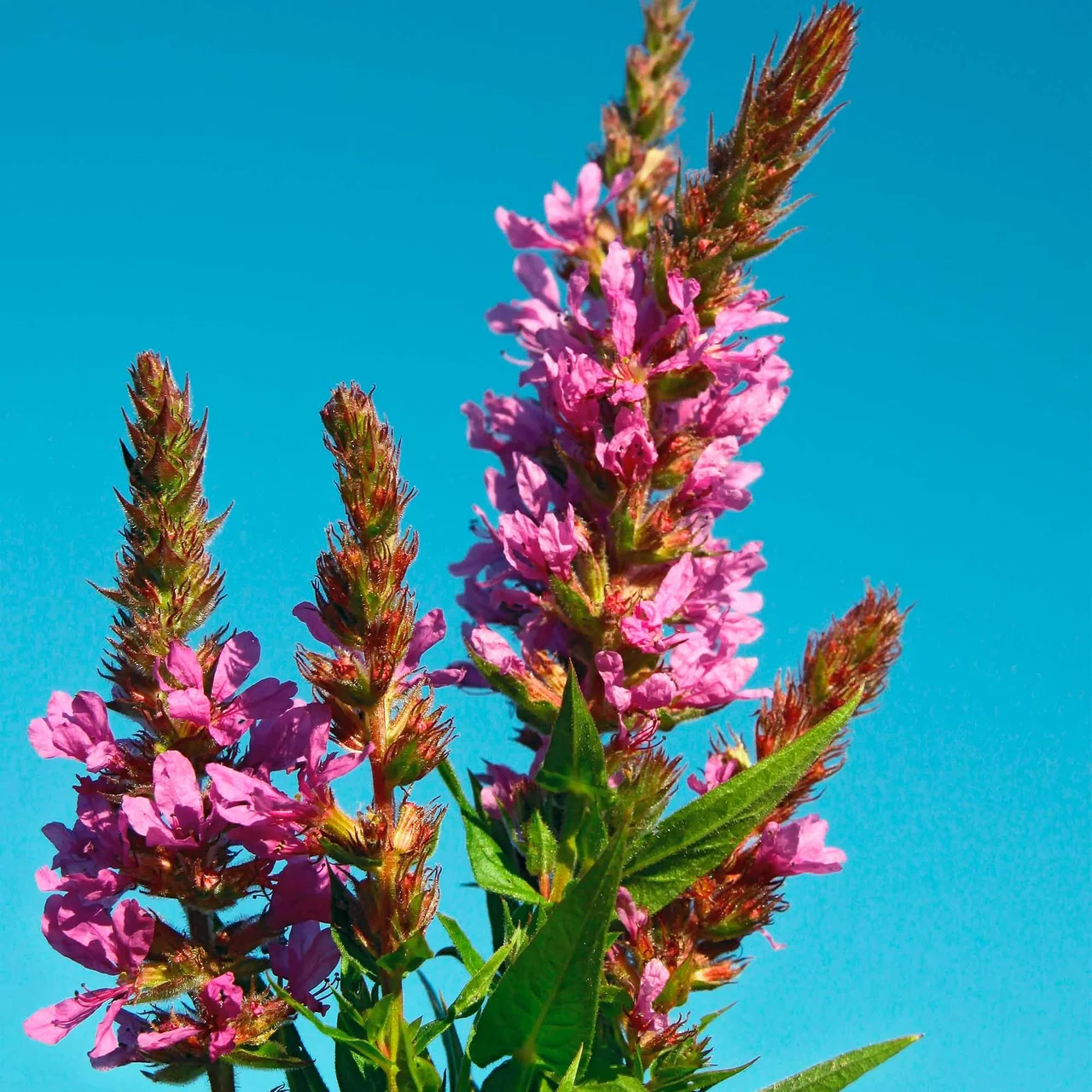 Produktbild zu «Feuerkerze / Blutweiderich» | © Hospenthal-Kägi AG