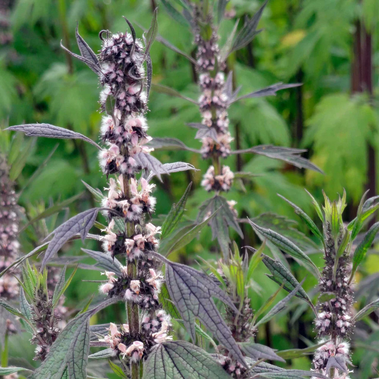 Produktbild zu «Herzgespann» | © Hospenthal-Kägi AG