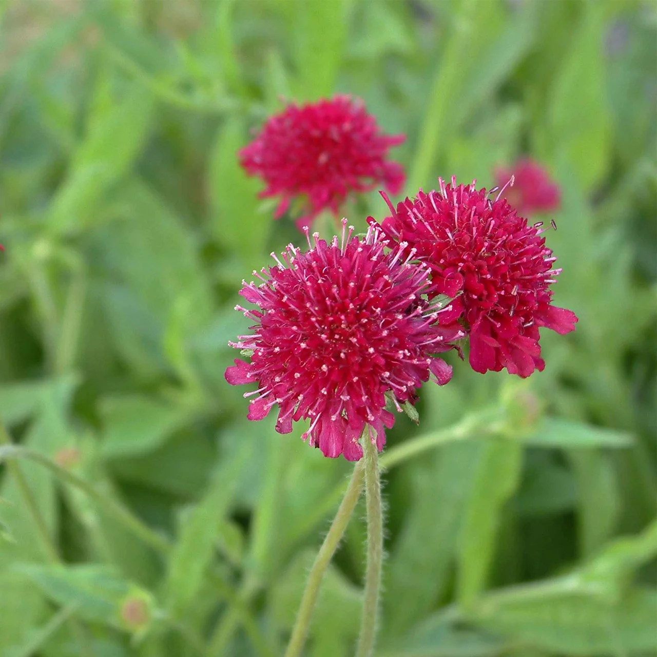 Produktbild zu «Mazedonische Witwenblume» | © Hospenthal-Kägi AG