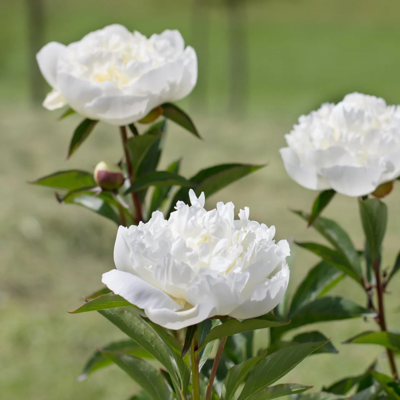Produktbild zu «Pfingstrose Duchesse de Nemours» | © Rose Saatzucht