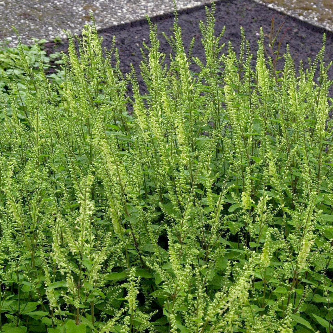 Produktbild zu «Salbei-Gamander / Wald-Gamander» | © Hospenthal-Kägi AG