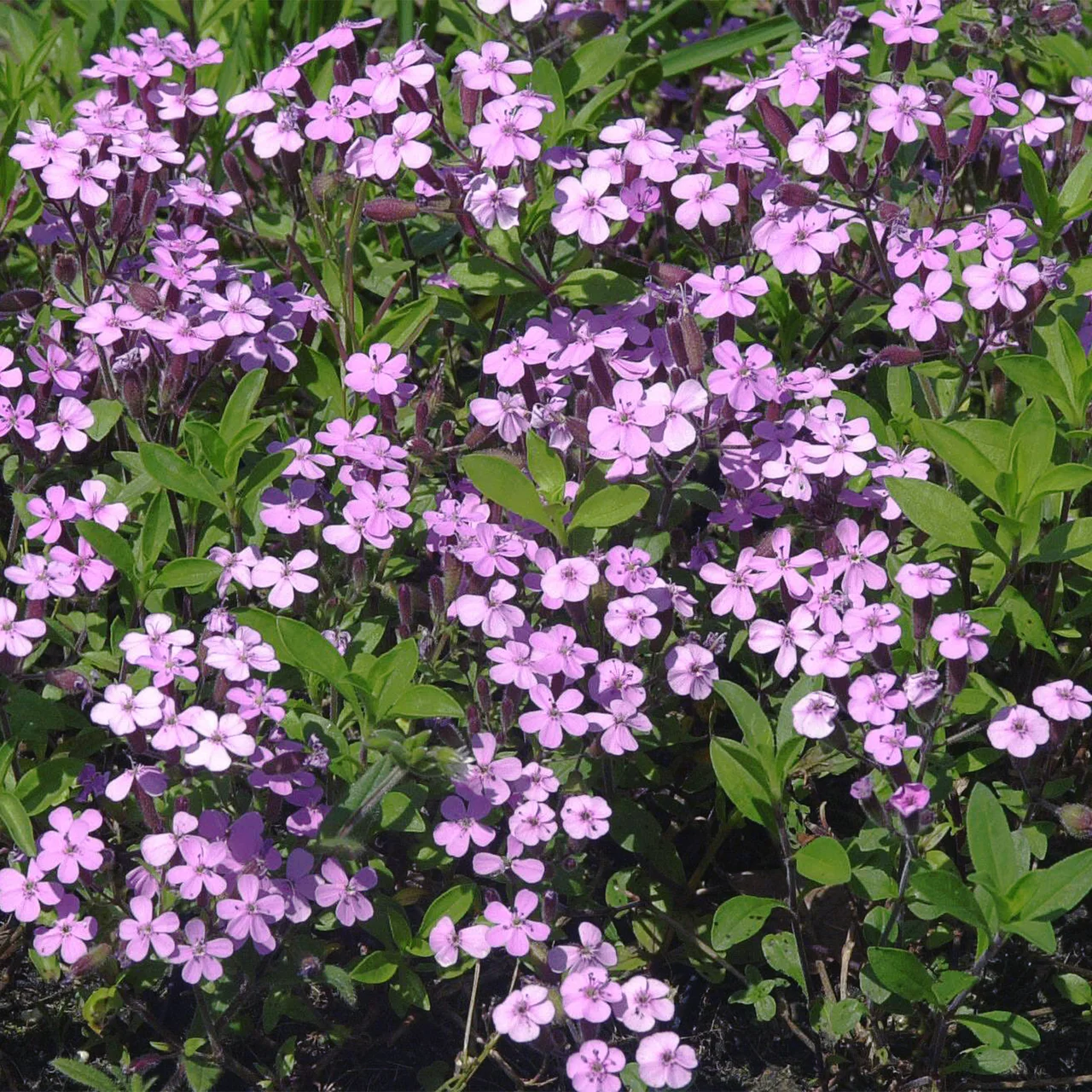 Image du produit pour «Saponaire rose»
