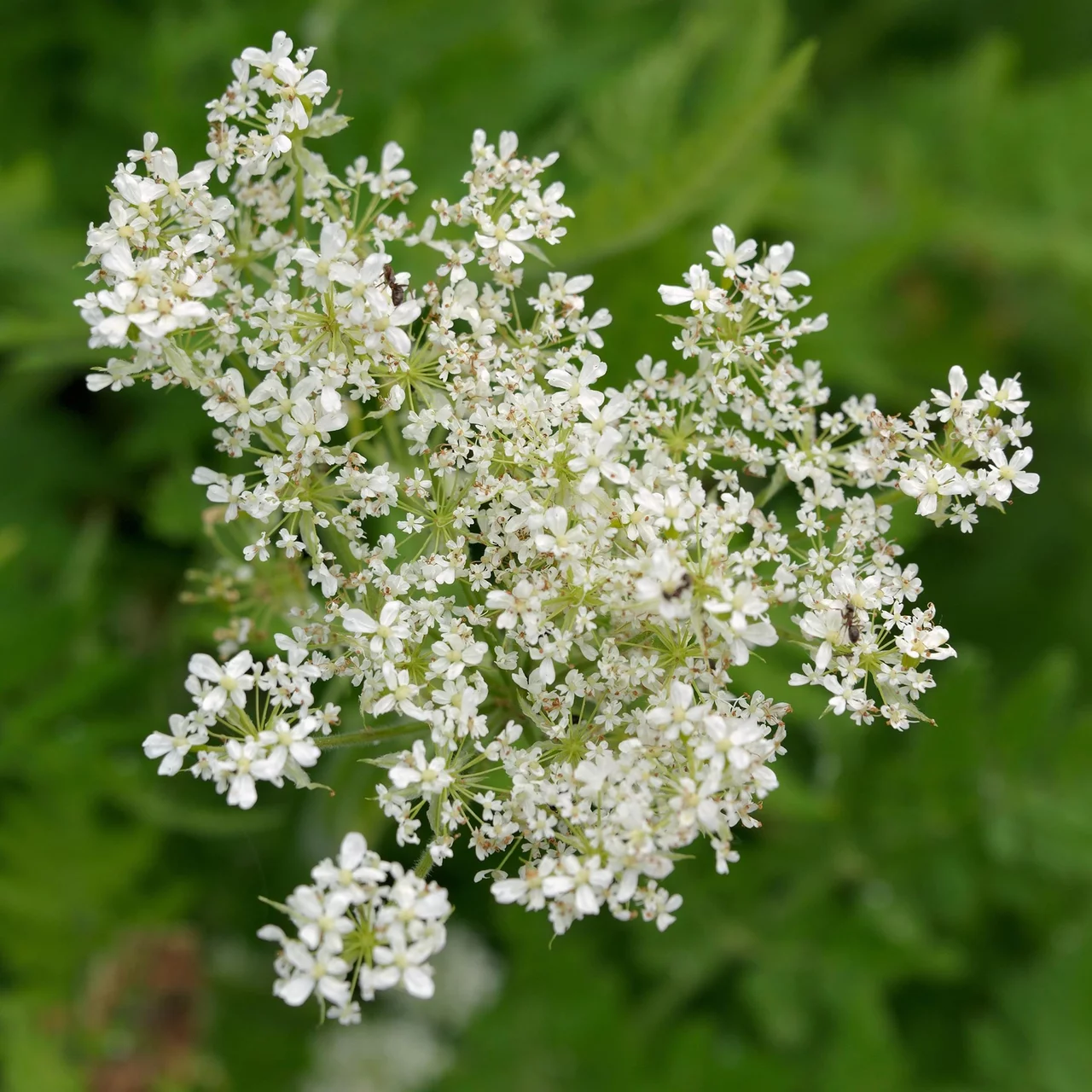Produktbild zu «Süssdolde» | © Hospenthal-Kägi AG