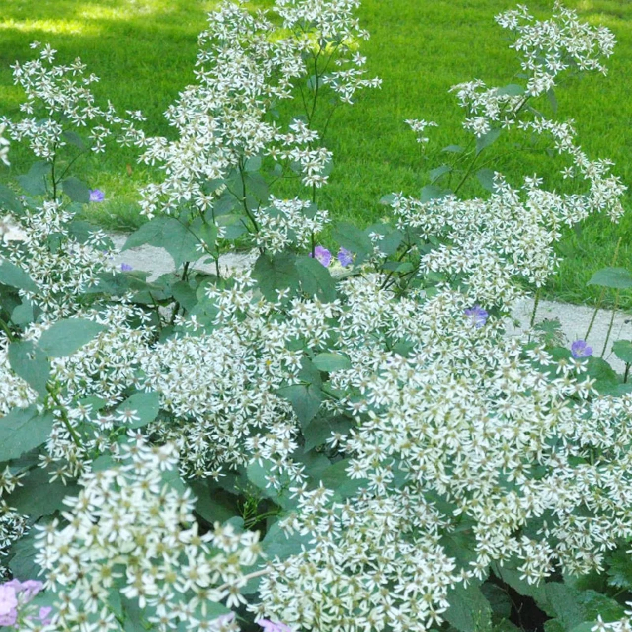 Produktbild zu «Weisse Wald-Aster» | © Hospenthal-Kägi AG