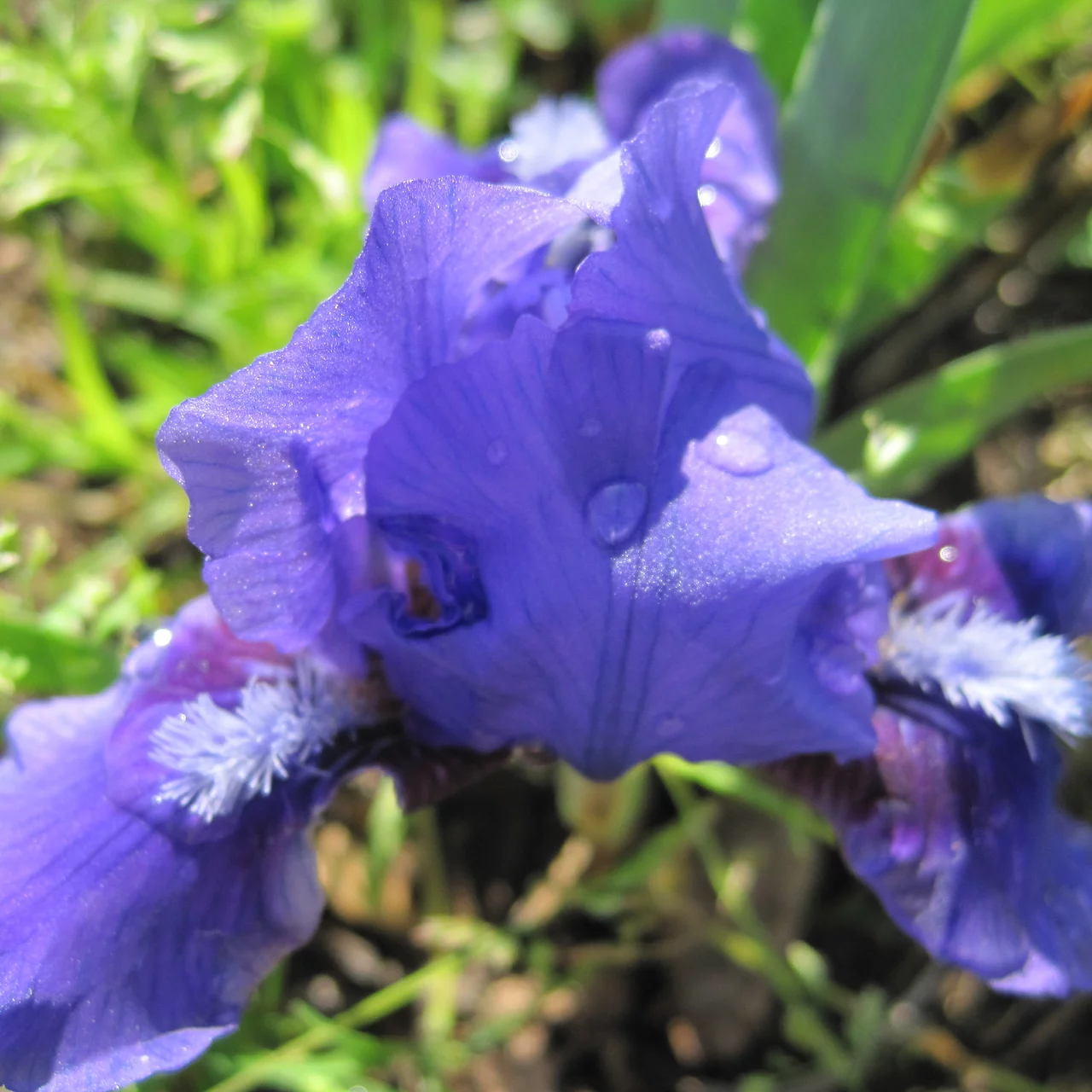 Image du produit pour «Iris Barbata nain 'Banbury Ruffles'»
