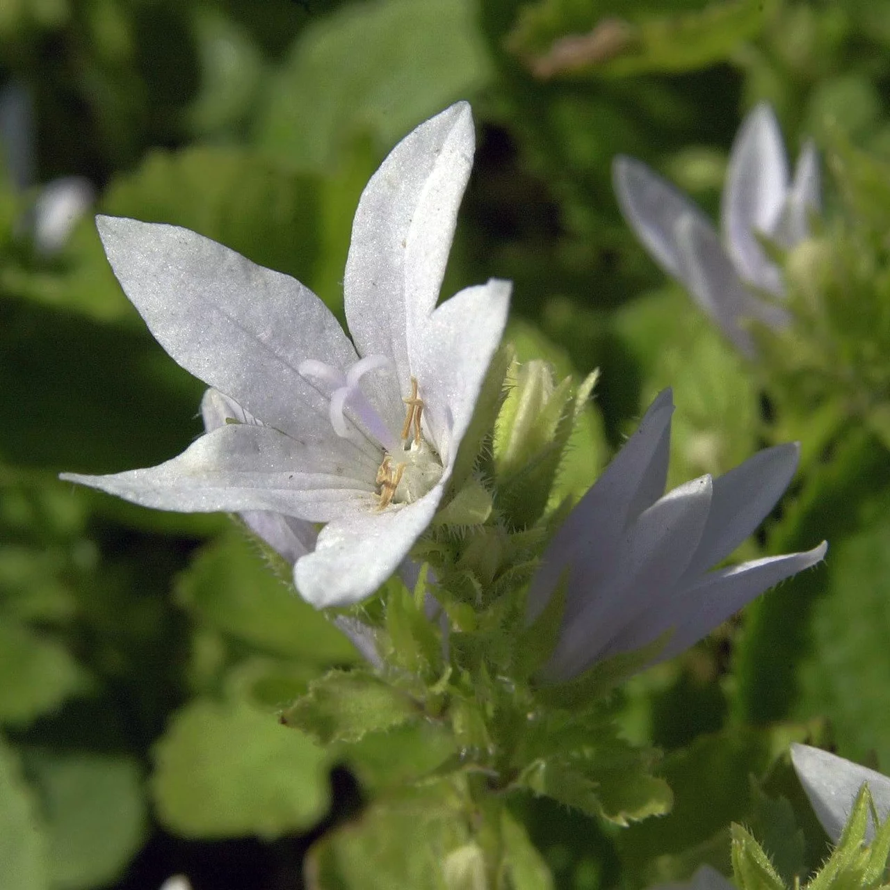 Produktbild zu «Glockenblume E.H. Frost» | © Hospenthal-Kägi AG