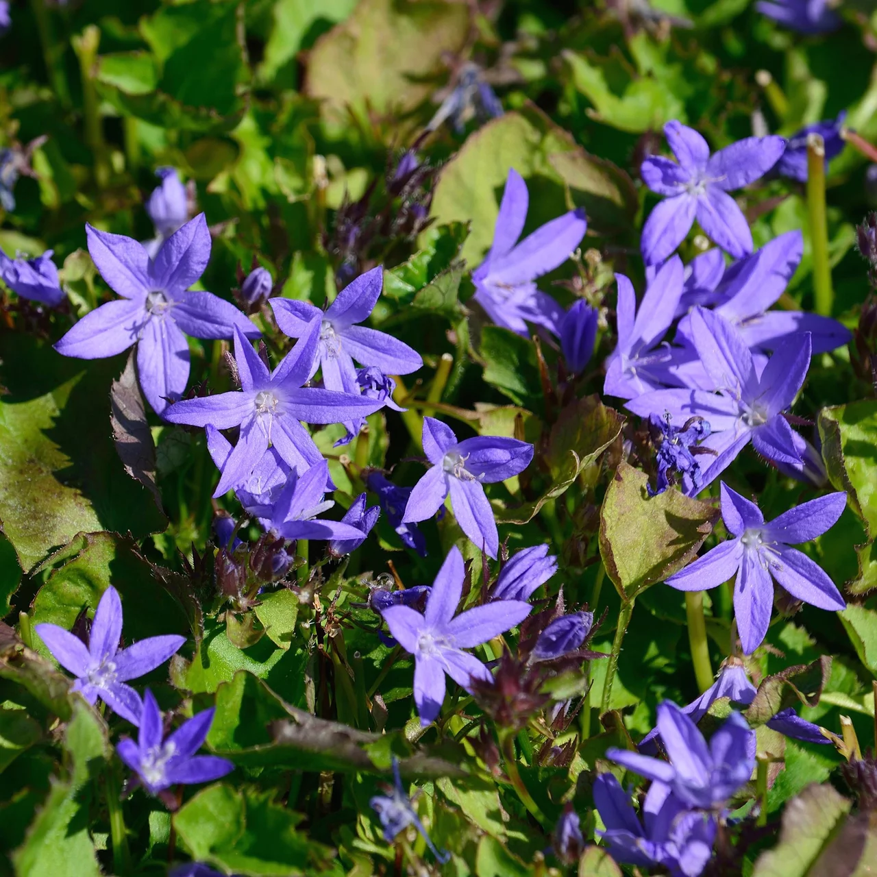 Produktbild zu «Glockenblume Templiner Teppich» | © Hospenthal-Kägi AG