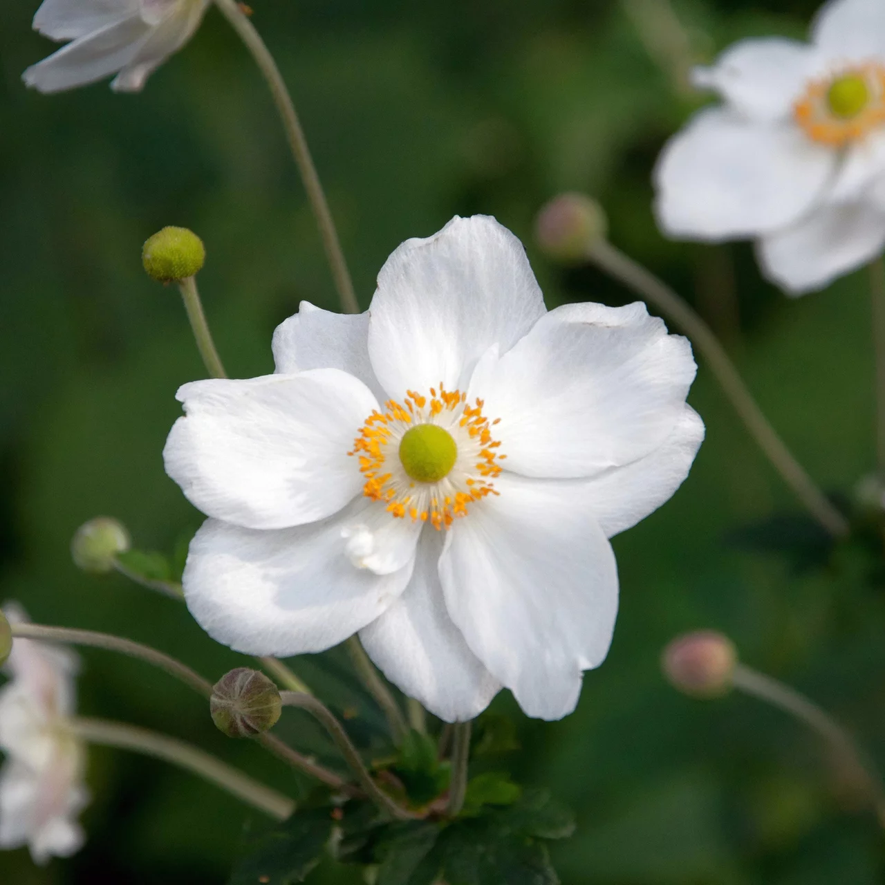 Produktbild zu «Herbstanemone Honorine Jobert» | © Hospenthal-Kägi AG