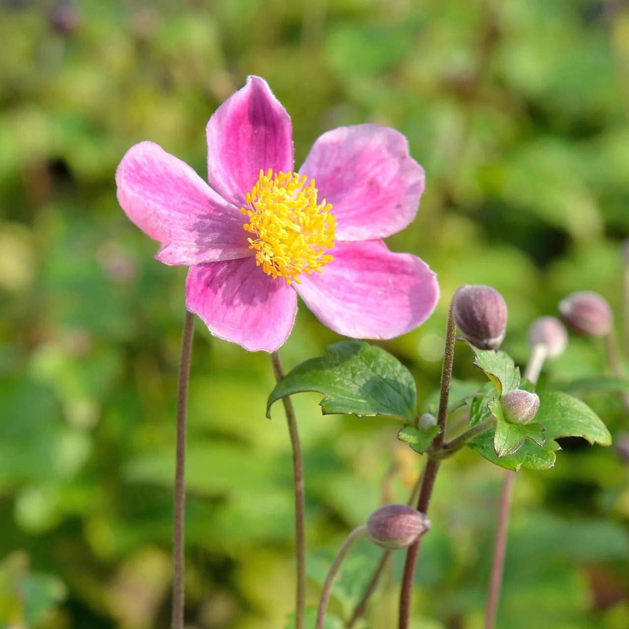 Produktbild zu «Herbstanemone  Splendens» | © Hospenthal-Kägi AG