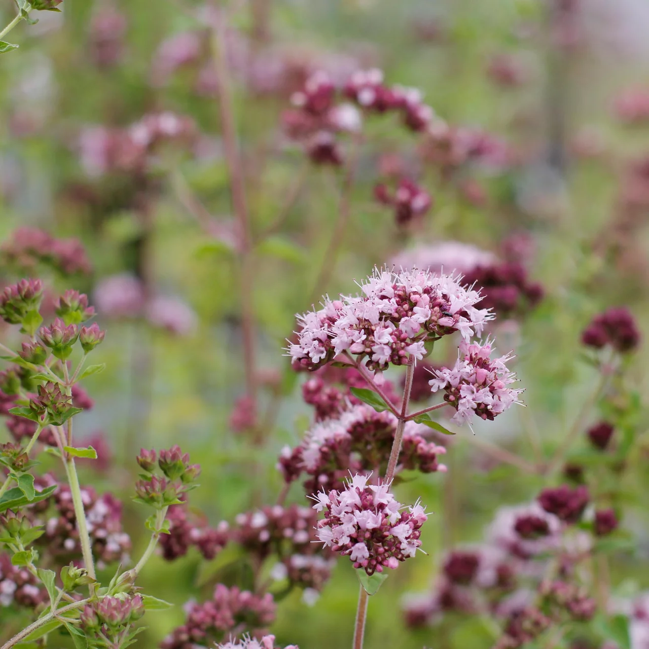 Produktbild zu «Origanum Vulgare / Wilder Dost» | © Hospenthal-Kägi AG