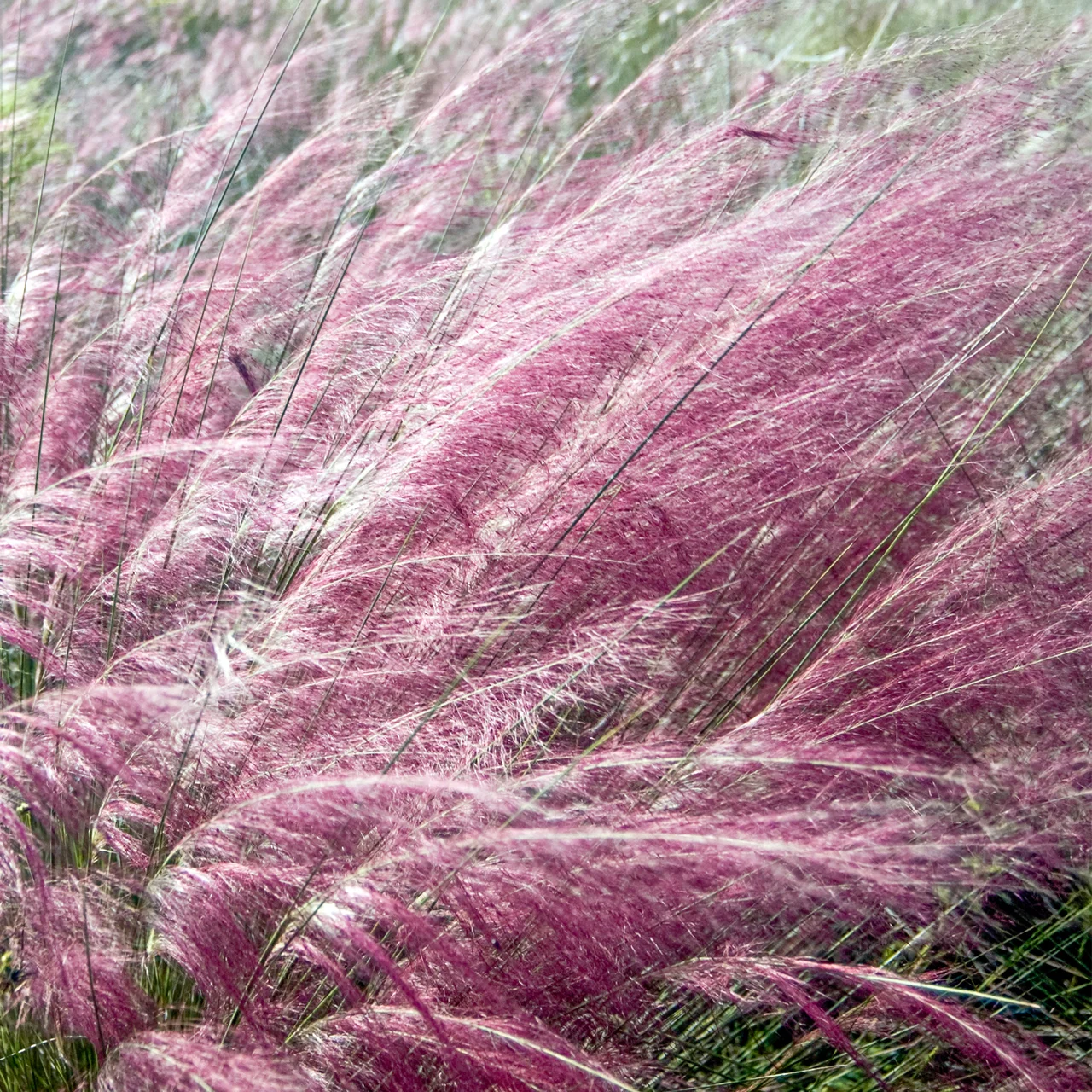 Produktbild zu «Rosa Haargras»