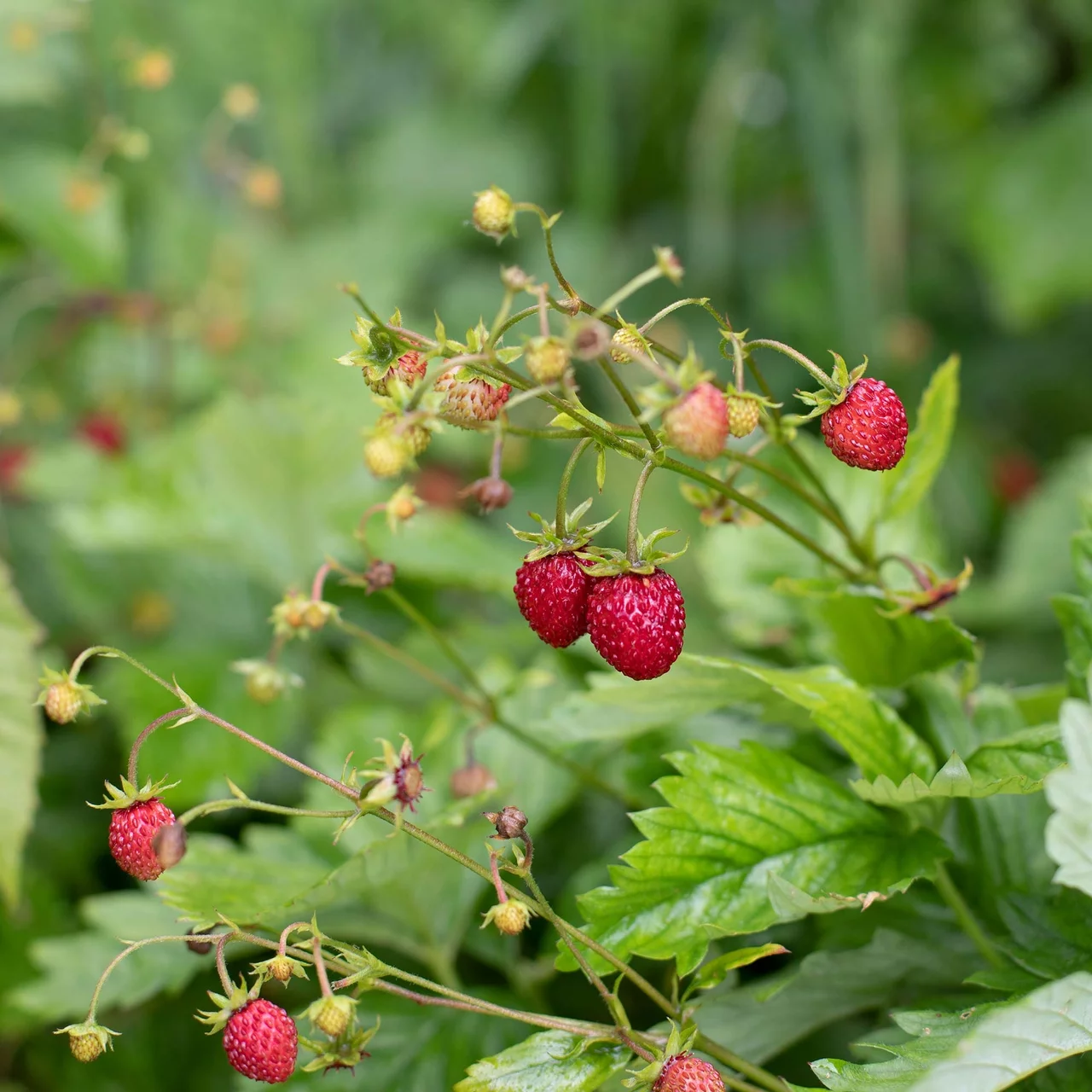Produktbild zu «Walderdbeeren»