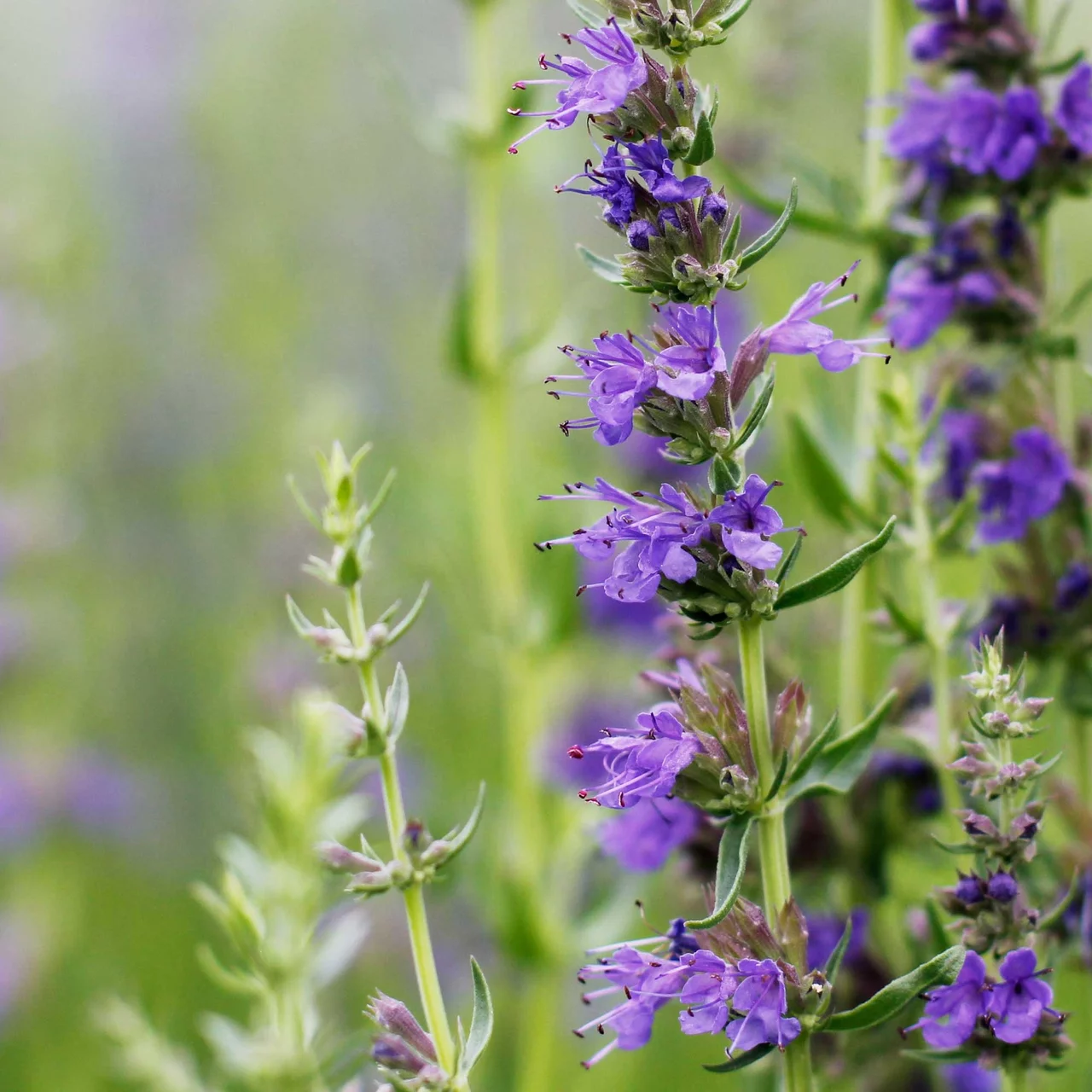 Produktbild zu «Blauer Ysop» | © Hospenthal-Kägi AG