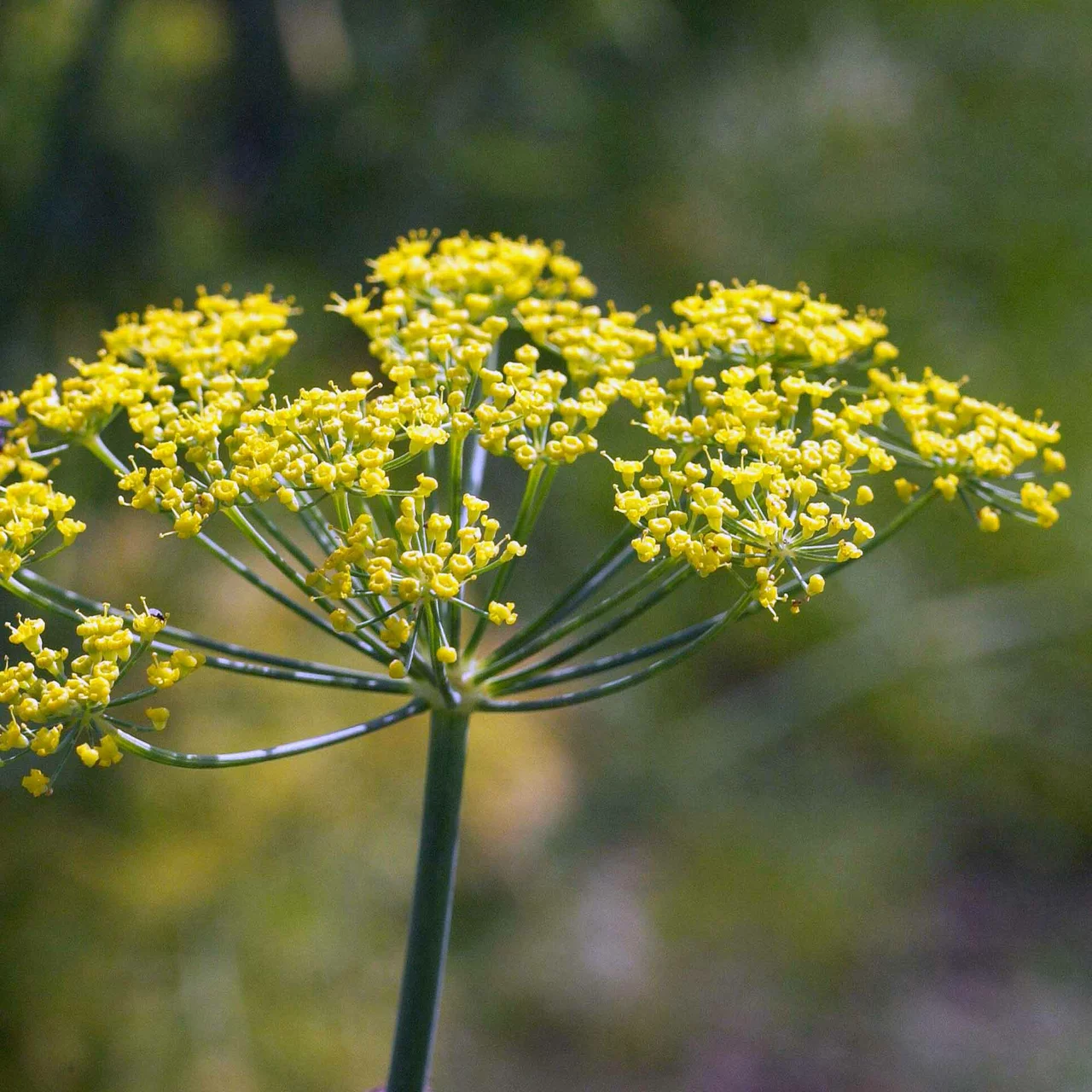 Image du produit pour «Fenouil plante aromatique» | © Hospenthal-Kägi AG