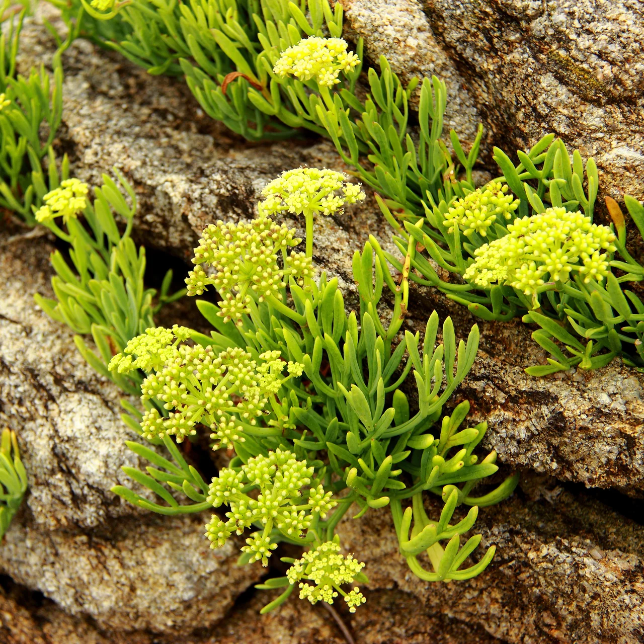 Produktbild zu «Meerfenchel»