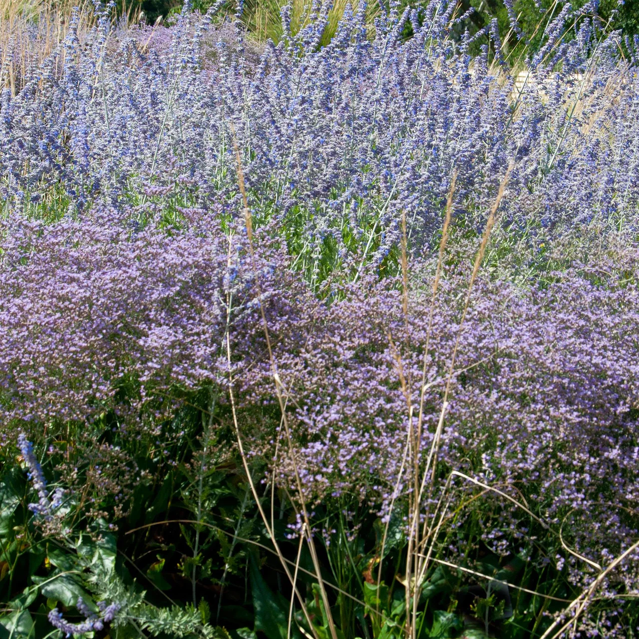 Produktbild zu «Meerlavendel / Strandflieder»