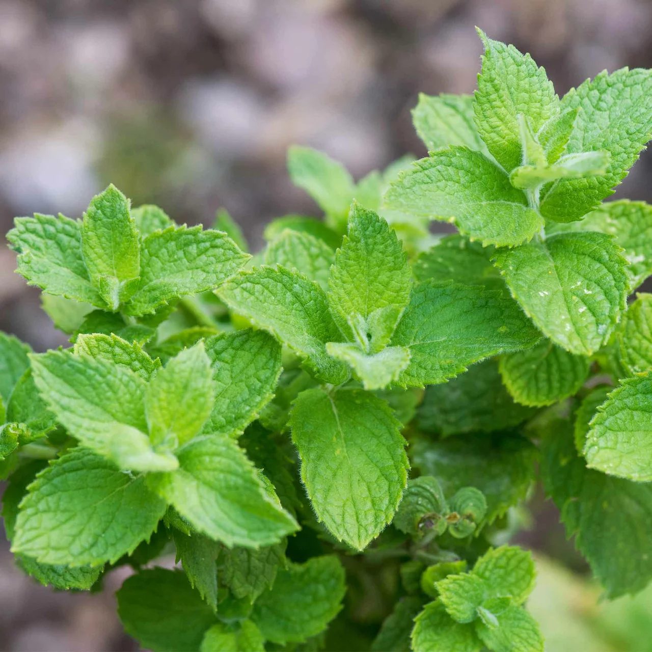 Image du produit pour «Menthe Mojito» | © Hospenthal-Kägi AG