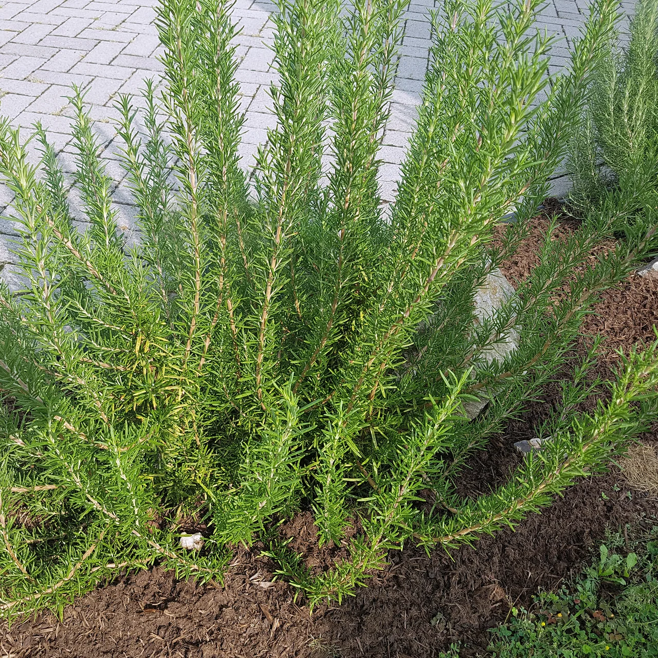 Produktbild zu «Rosmarin»