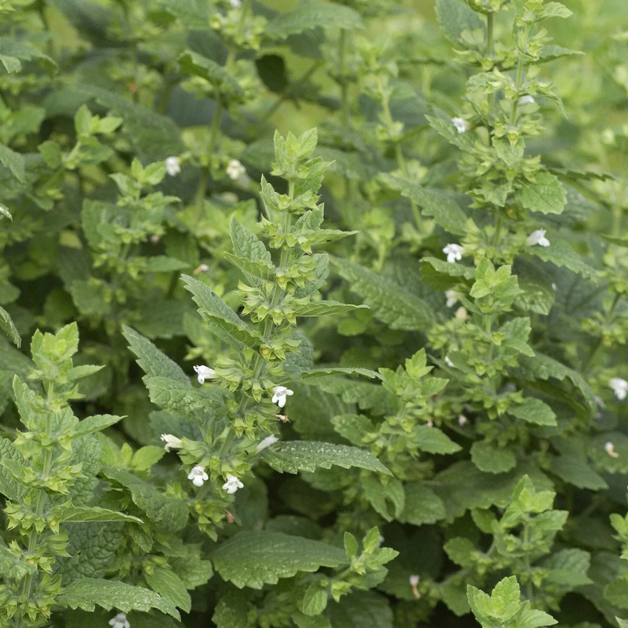 Produktbild zu «Zitronenmelisse» | © Hospenthal-Kägi AG