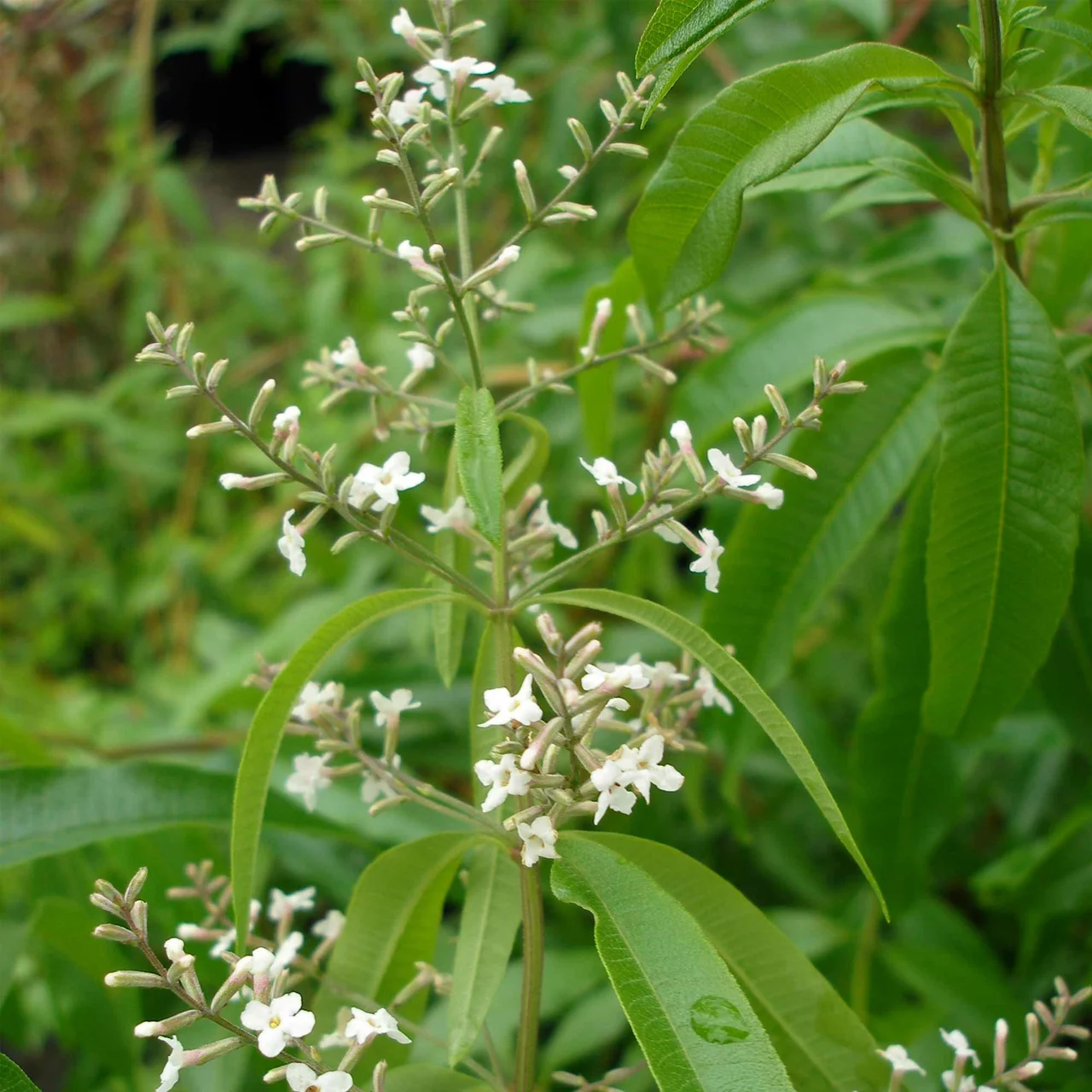 Produktbild zu «Zitronenverbene Verveine» | © Hospenthal-Kägi AG