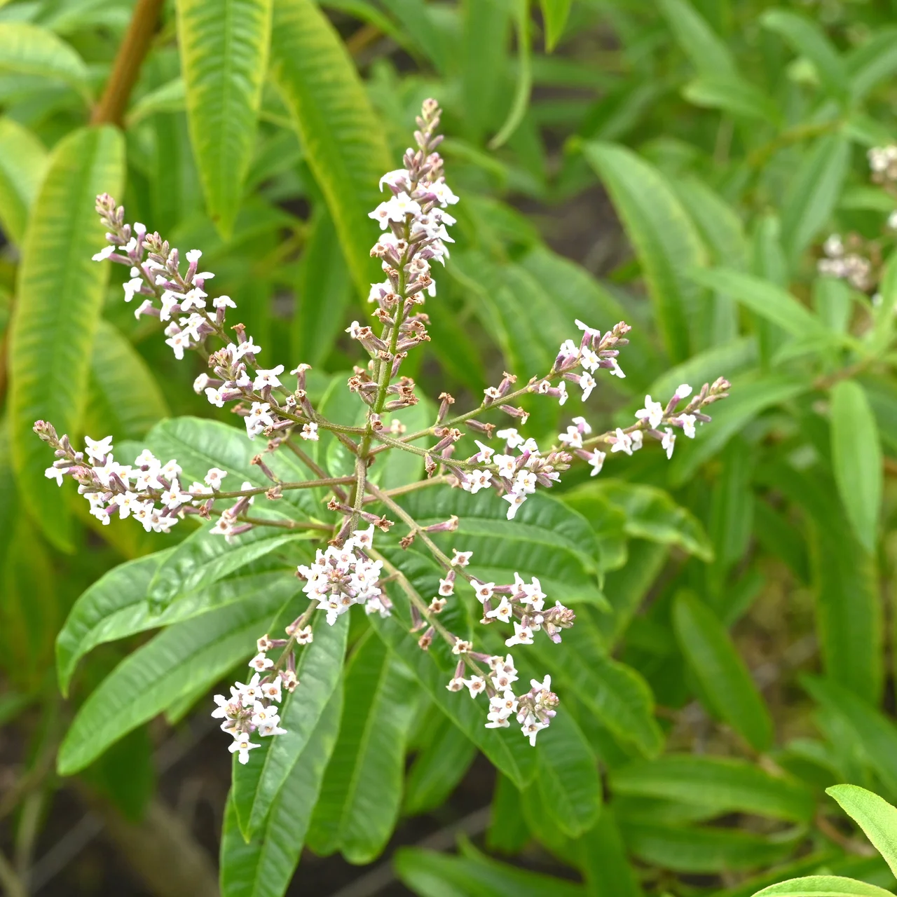 Produktbild zu «Zitronenverbene Verveine»