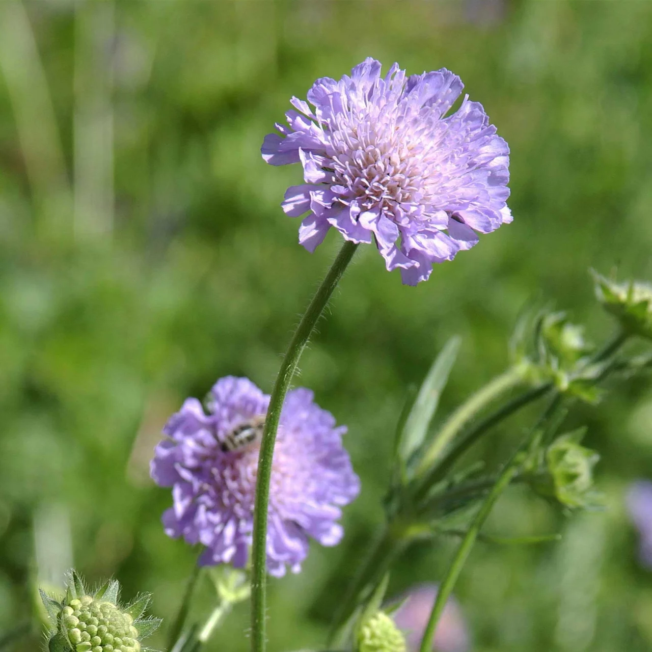 Produktbild zu «Feldwitwenblume» | © Hospenthal-Kägi AG