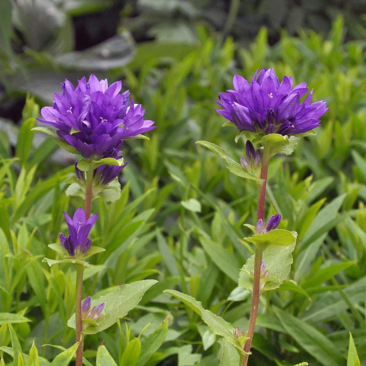 Produktbild zu «Knäuel-Glockenblume» | © Hospenthal-Kägi AG