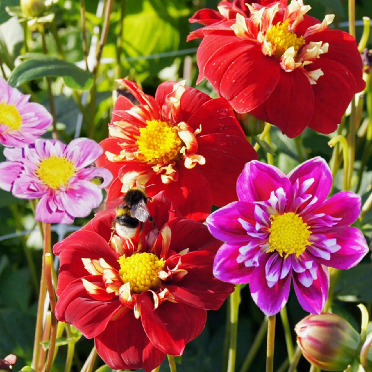 Produktbild zu «Dahlie Bienenbeutel» | © Natural Bulbs