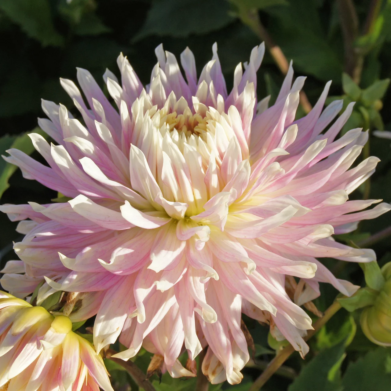 Produktbild zu «Dahlie Kiev» | © Natural Bulbs