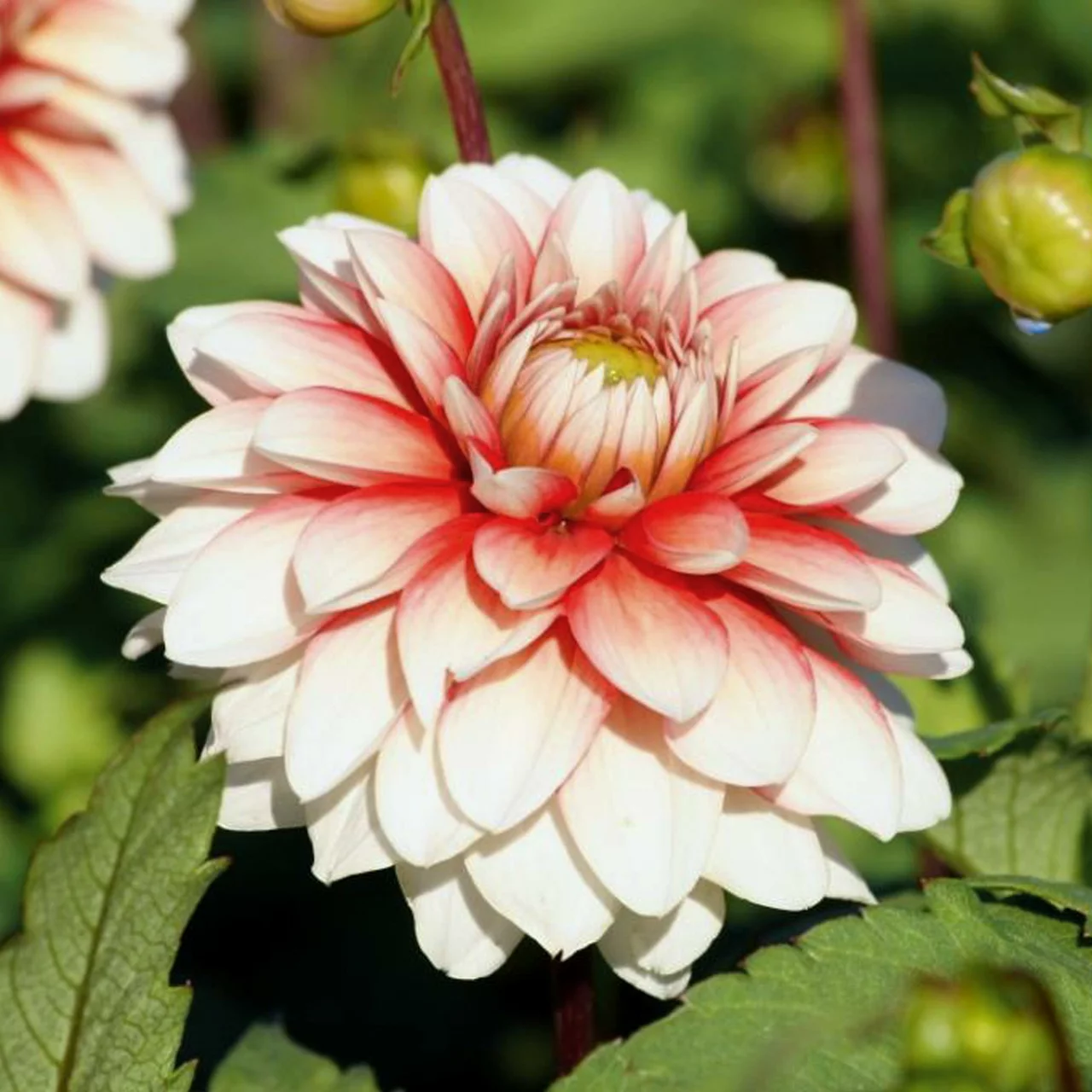 Produktbild zu «Dahlie Larry’s Love» | © Natural Bulbs