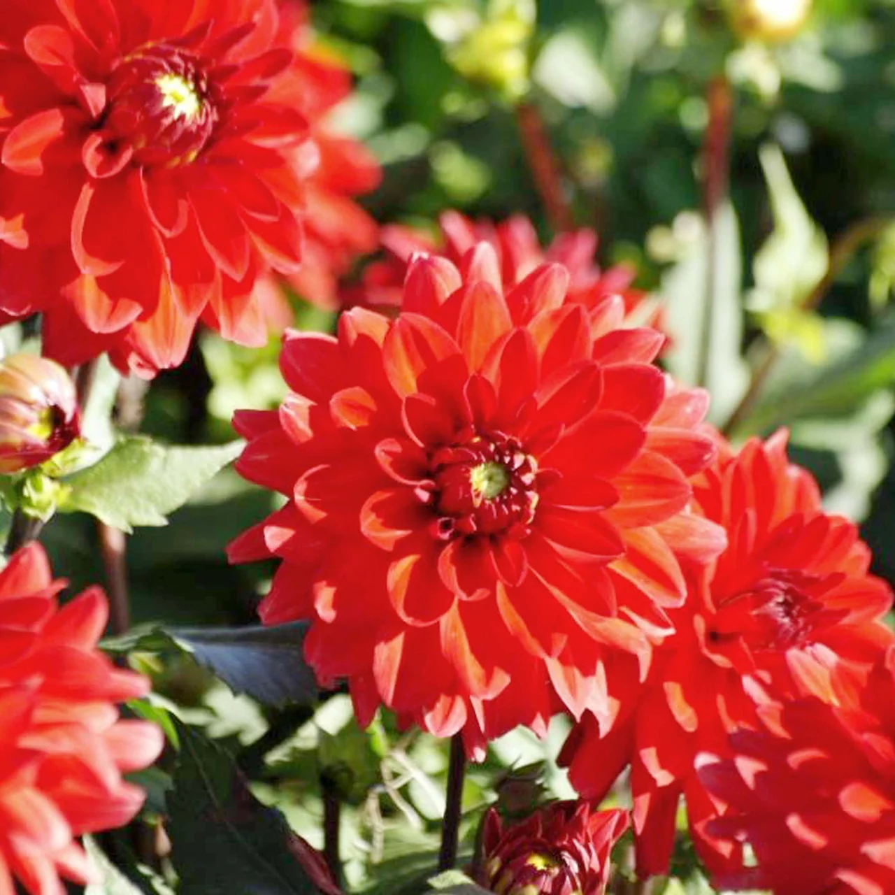 Produktbild zu «Dahlie Menorca» | © Natural Bulbs