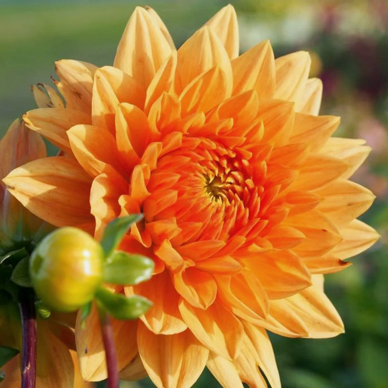 Image du produit pour «Dahlia Summer Flame» | © Natural Bulbs