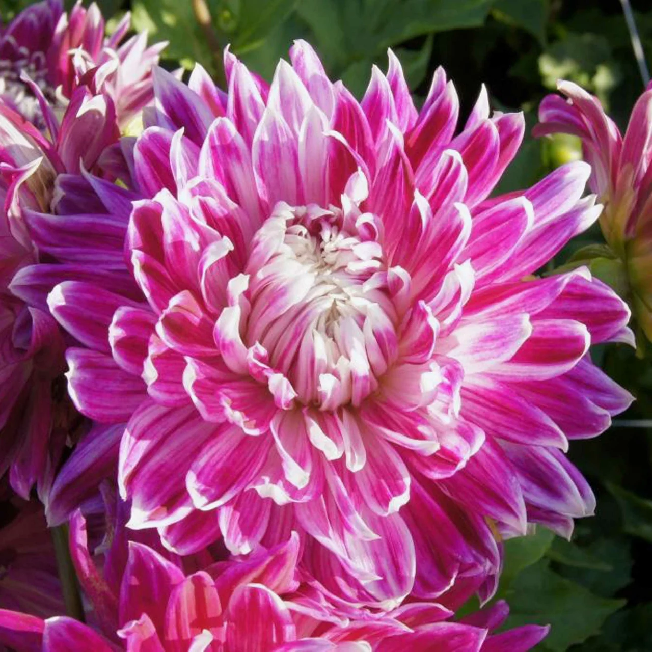 Produktbild zu «Dahlie Vancouver» | © Natural Bulbs
