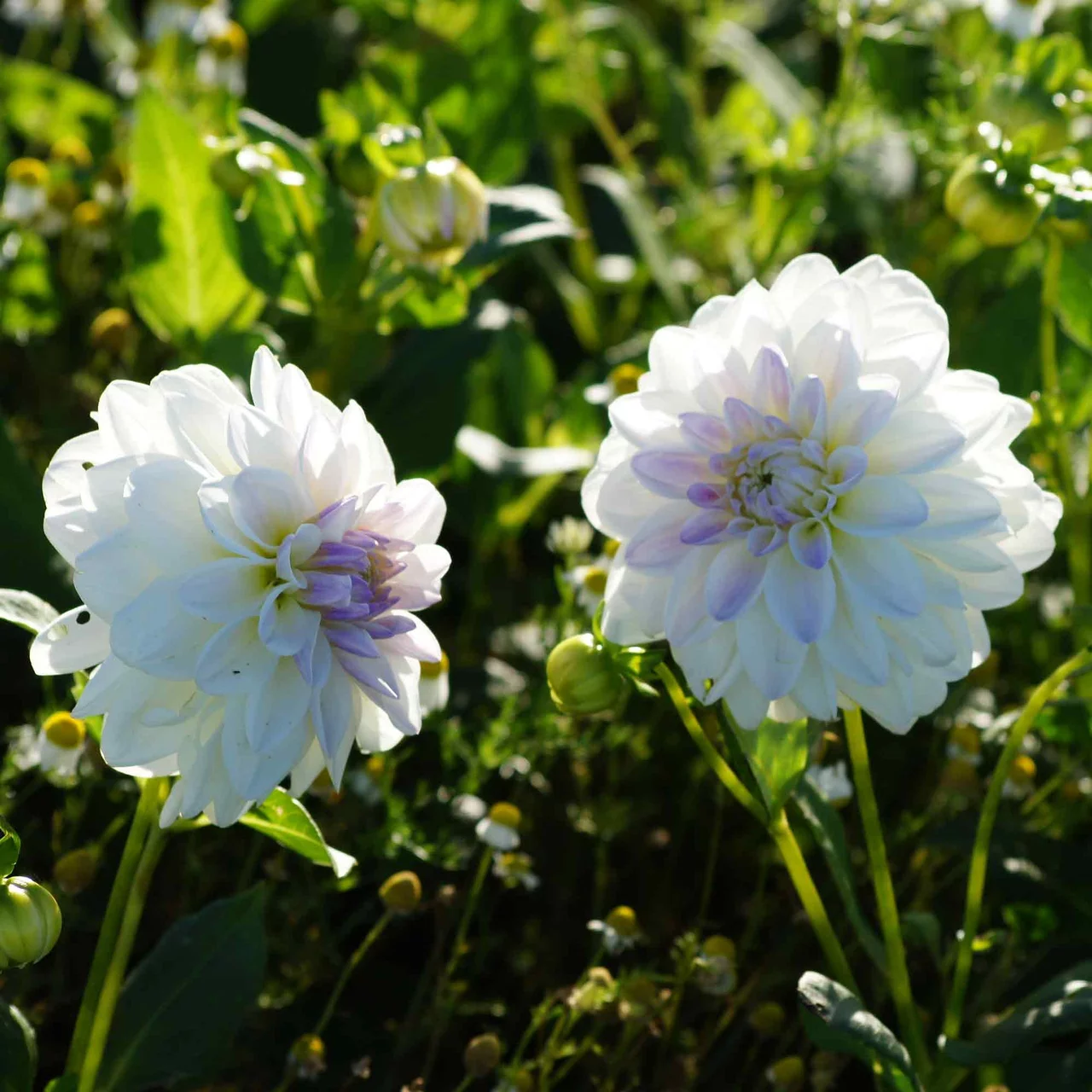 Produktbild zu «Dahlie Wittem» | © Natural Bulbs