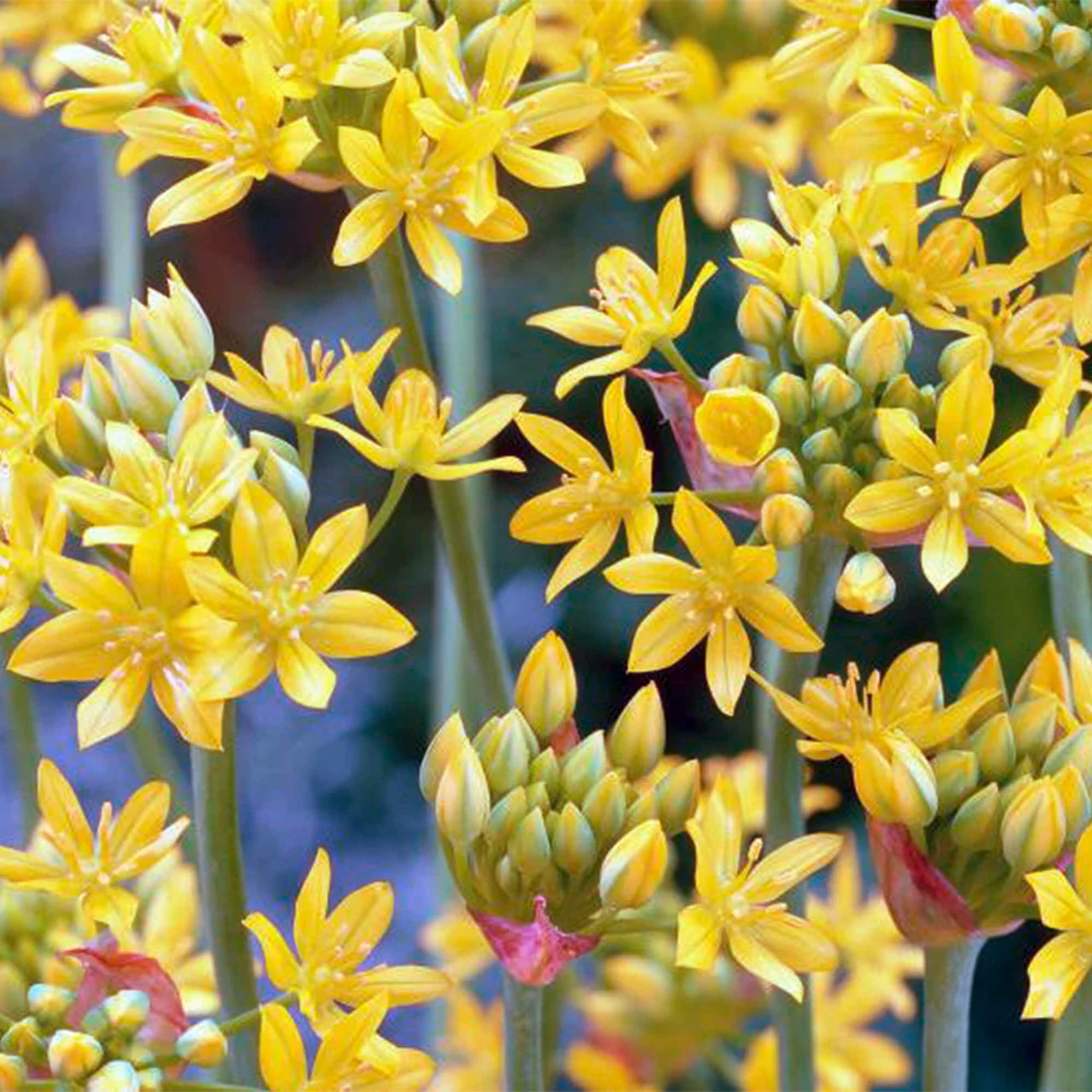 Produktbild zu «Goldlauch Jeannine» | © Natural Bulbs