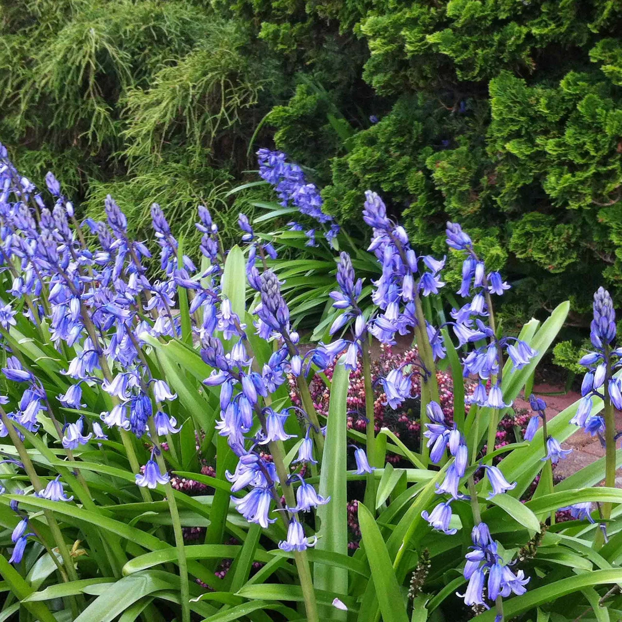 Image du produit pour «Jacinthe d'Espagne» | © Natural Bulbs