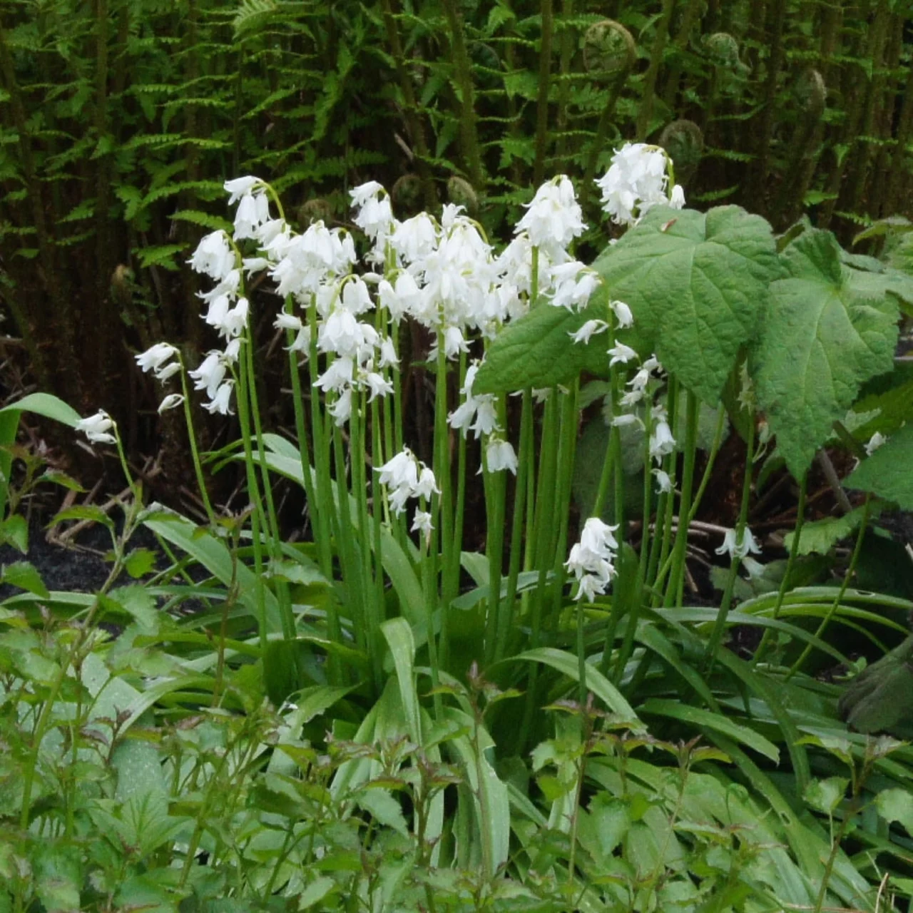 Produktbild zu «Hasenglöckchen Weiss» | © Natural Bulbs