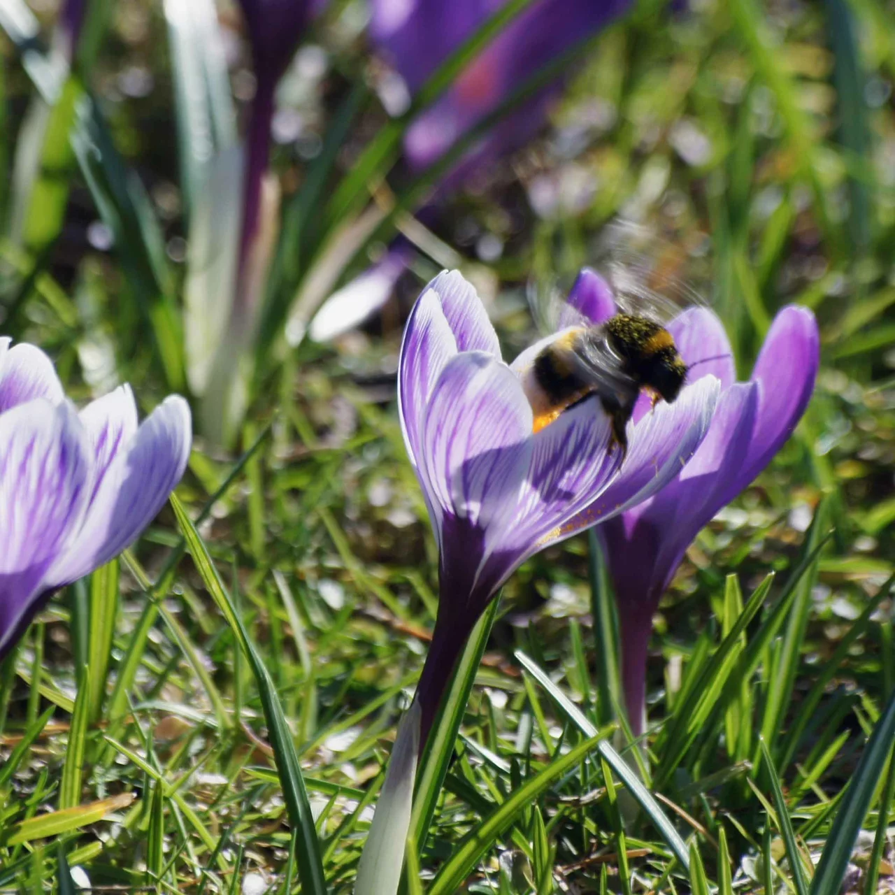 Image du produit pour «Crocus King of Striped» | © Natural Bulbs